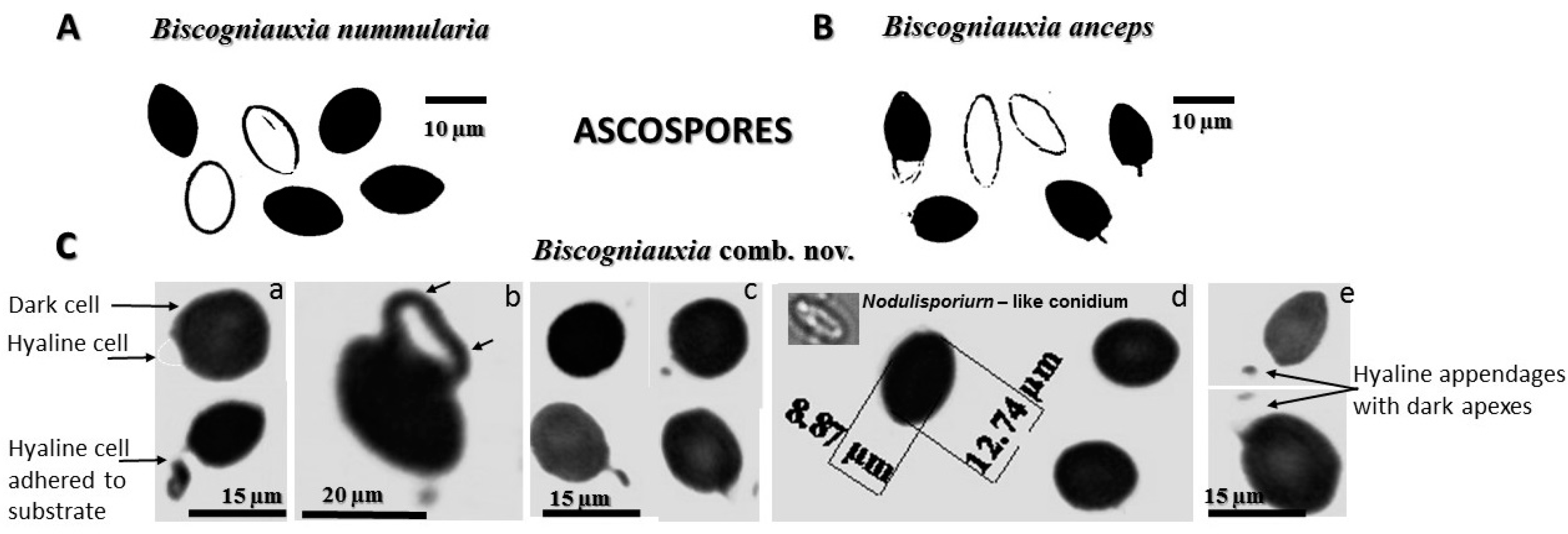 Microorganisms 08 01999 g005 Microorganisms 08 01999 g005