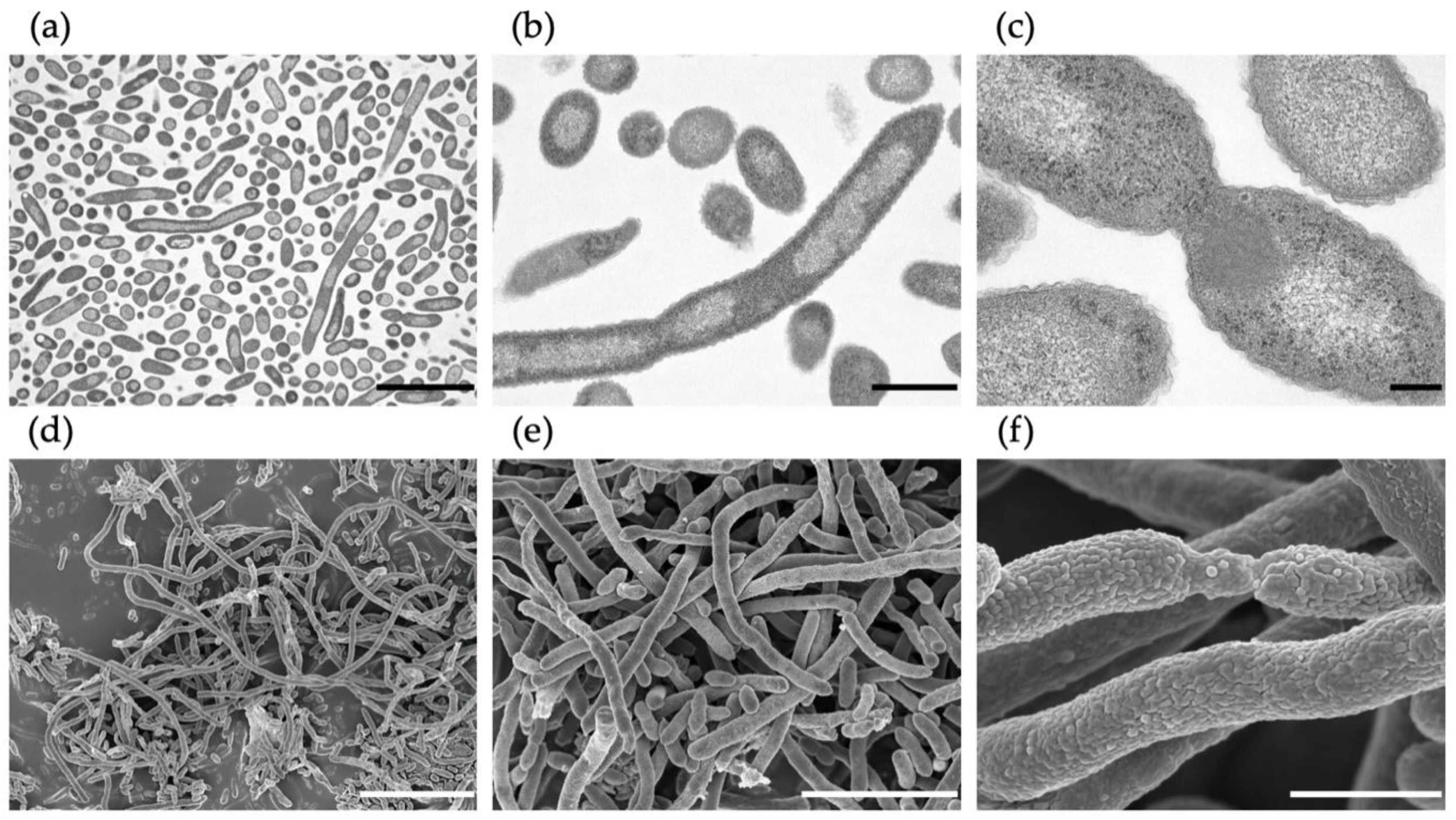 Microorganisms 08 02003 g005
