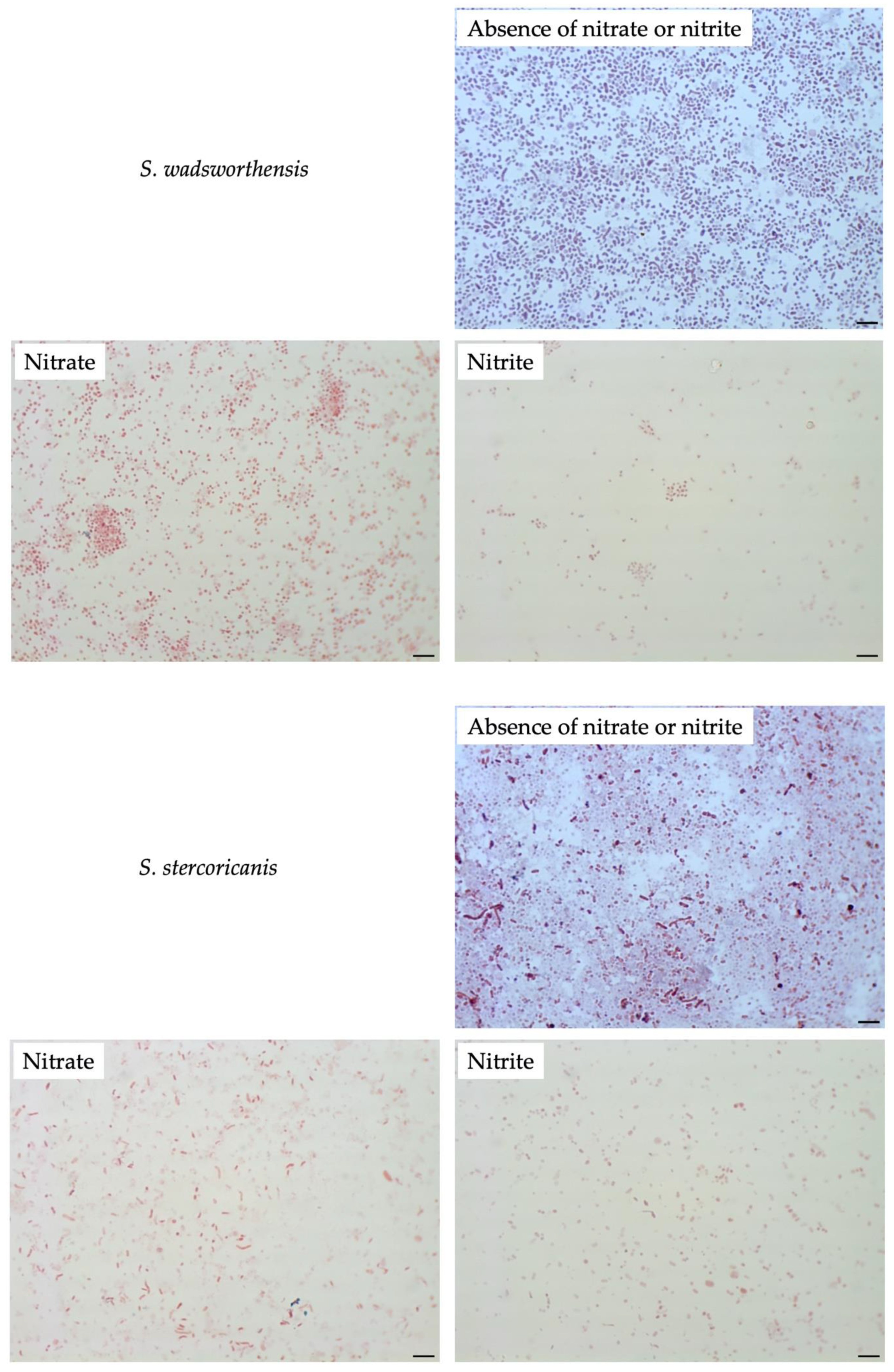 Microorganisms 08 02003 g007a