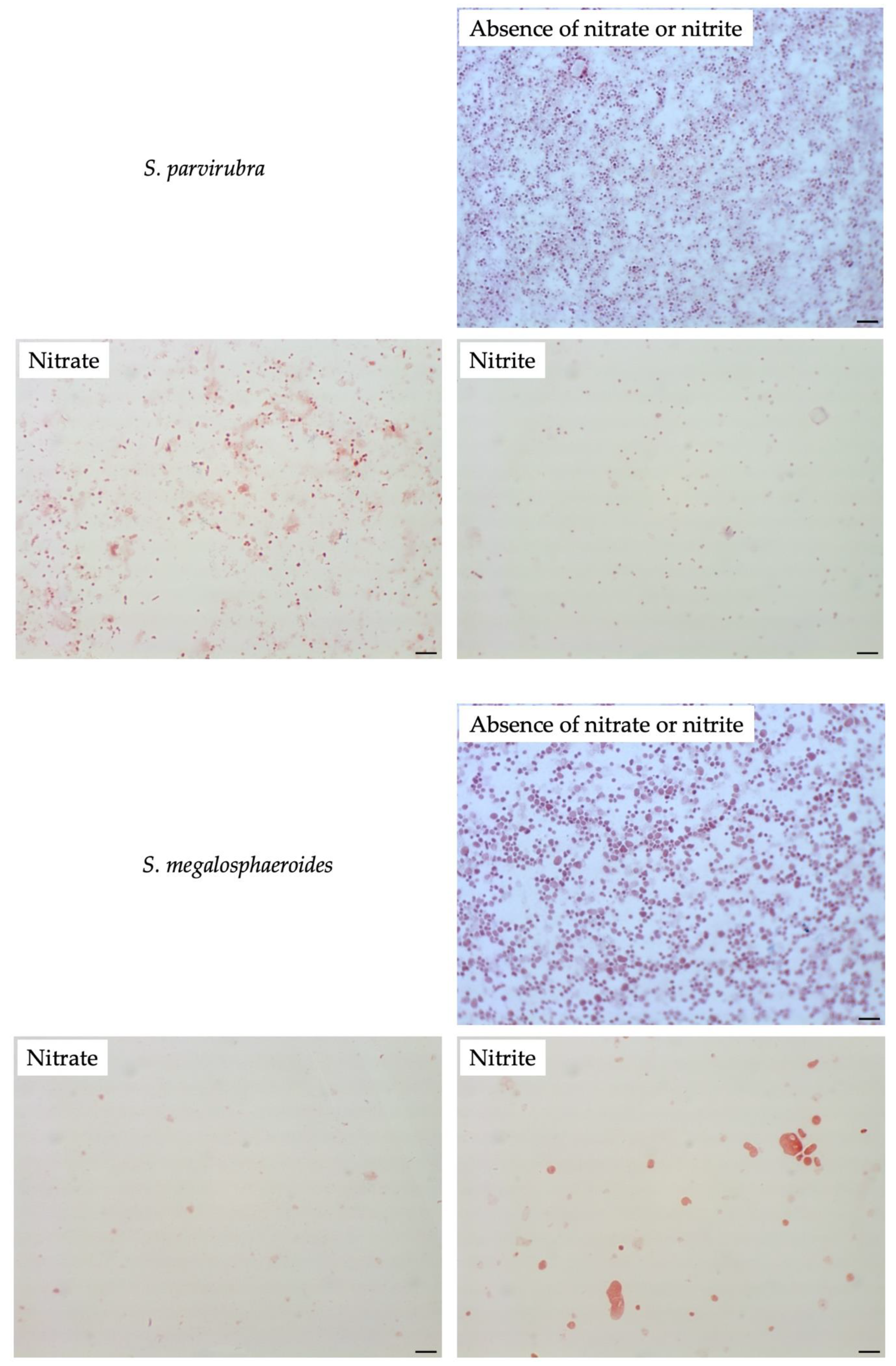Microorganisms 08 02003 g007b