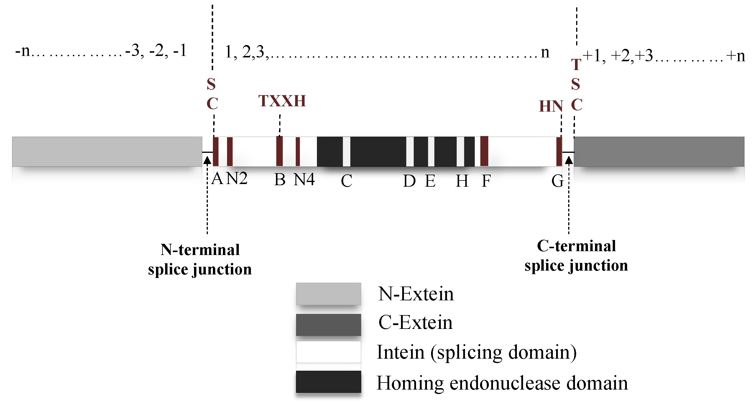 Microorganisms 08 02004 g003
