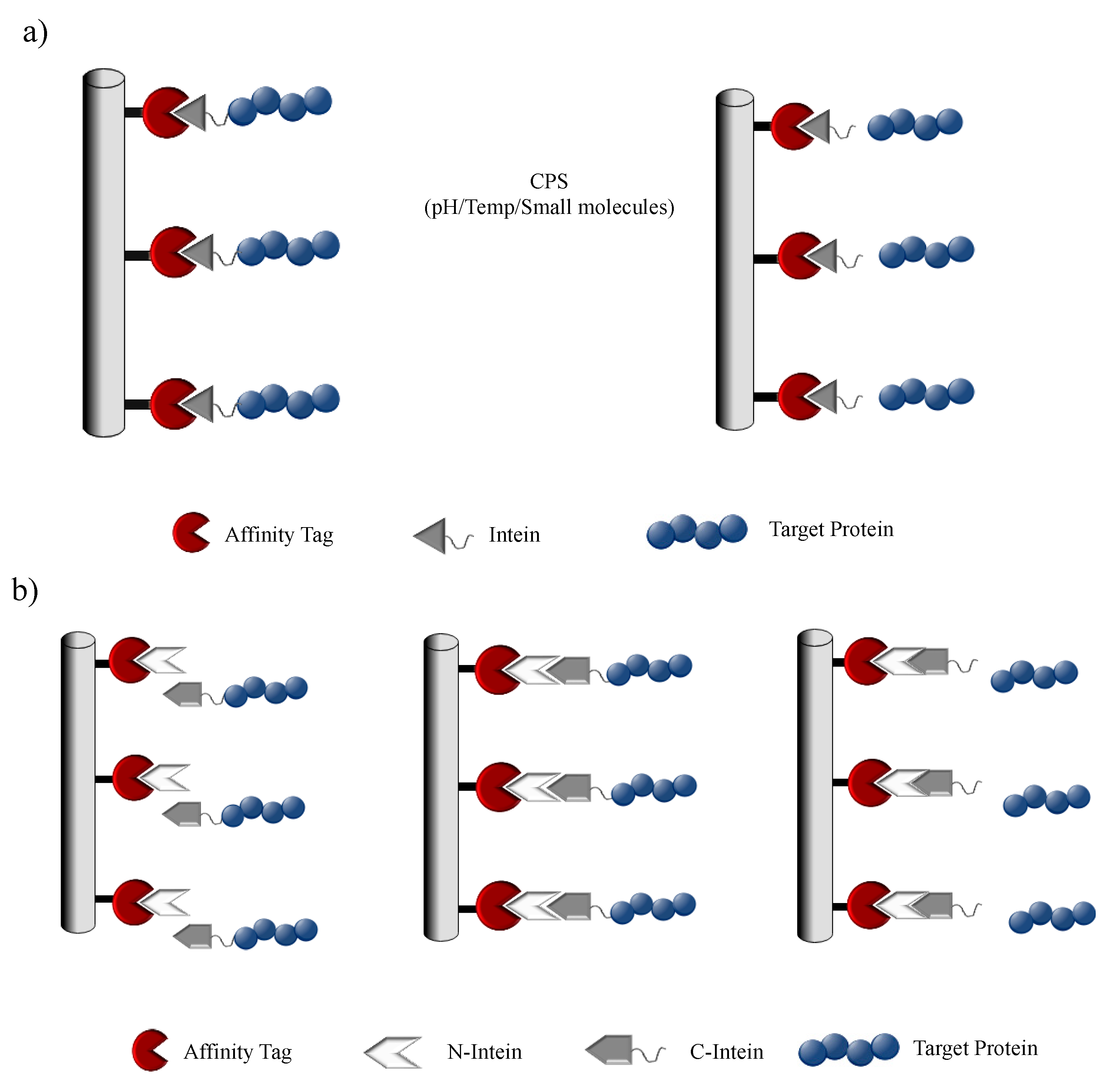 Microorganisms 08 02004 g007