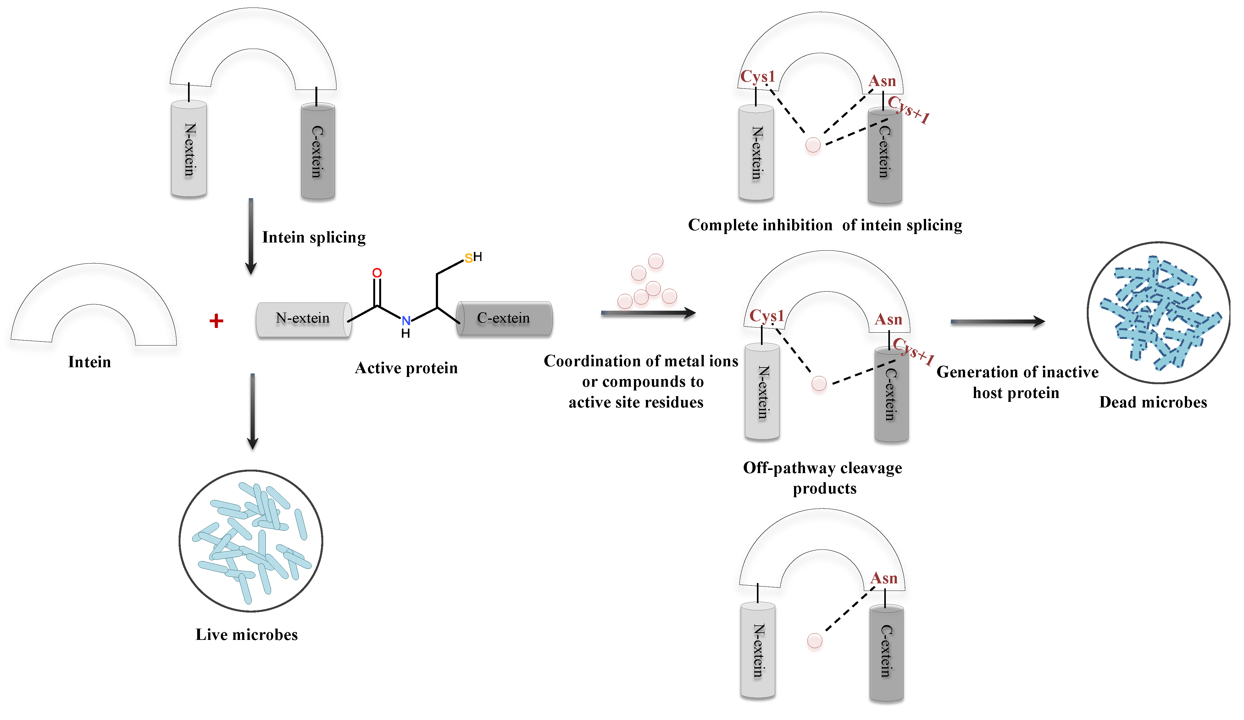 Microorganisms 08 02004 g011