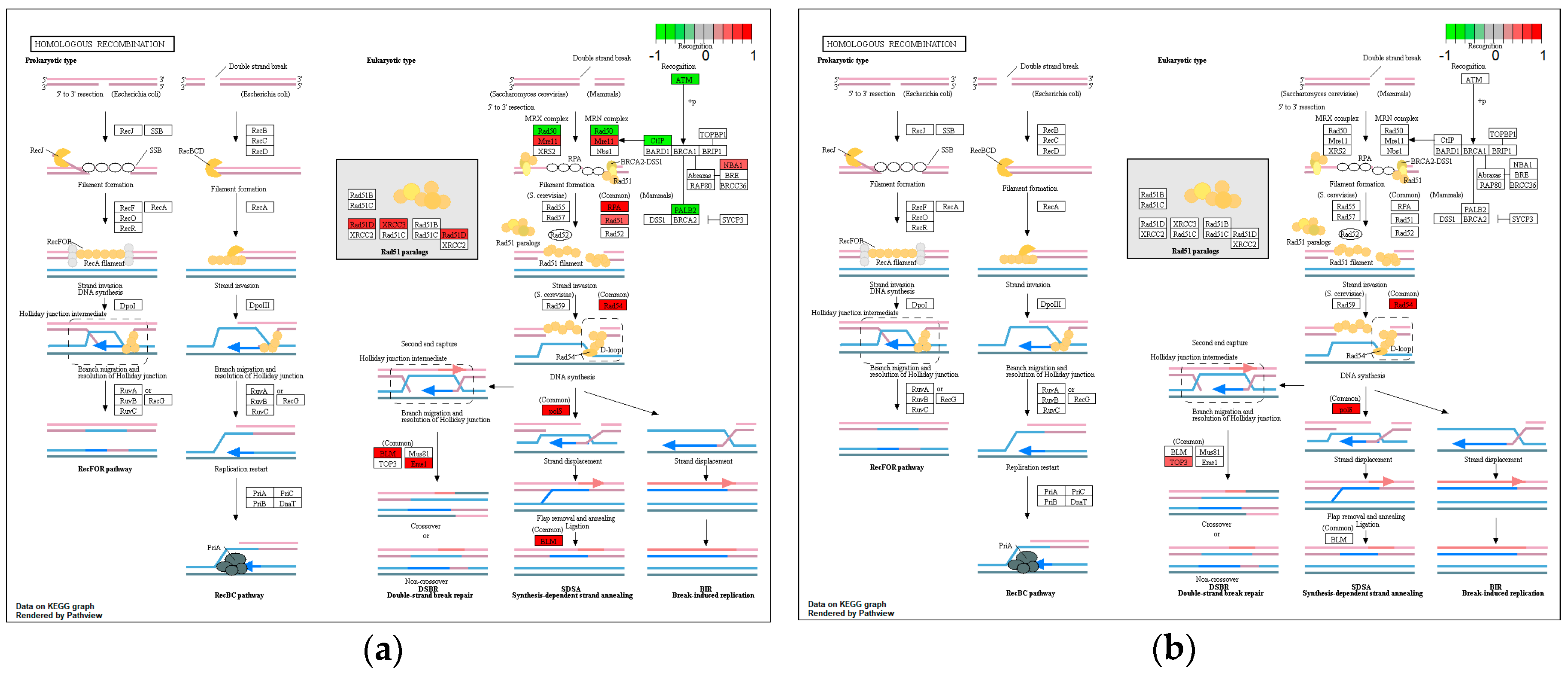 Microorganisms 08 02007 g005