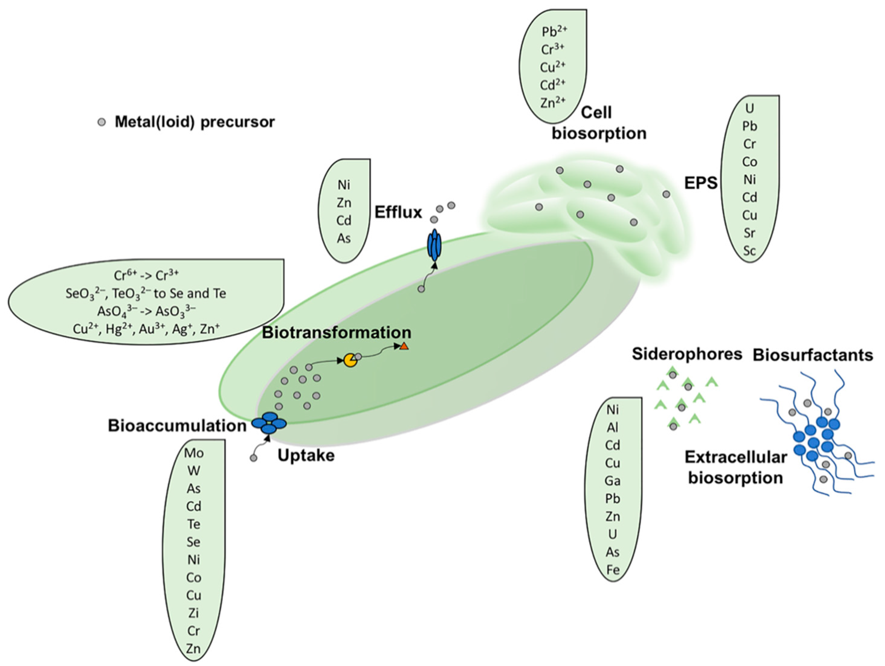 Microorganisms 08 02027 g001