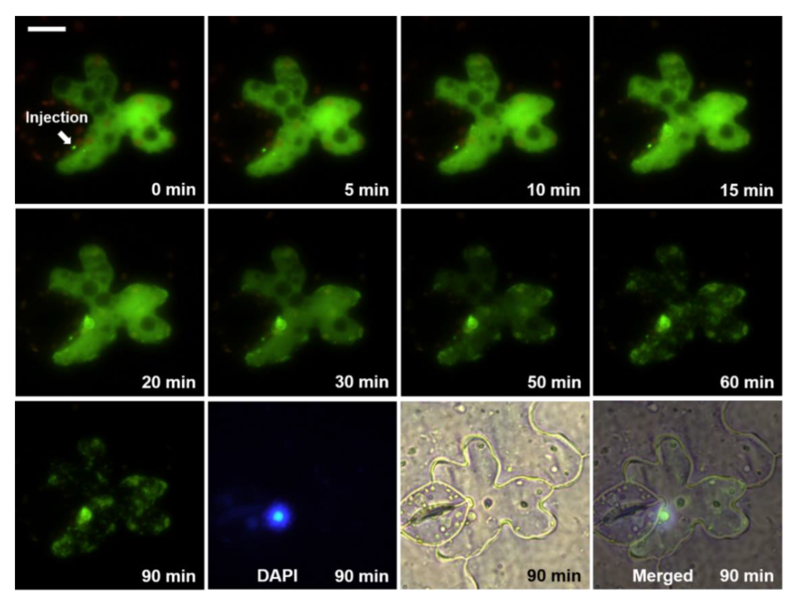 Microorganisms 08 02044 g001