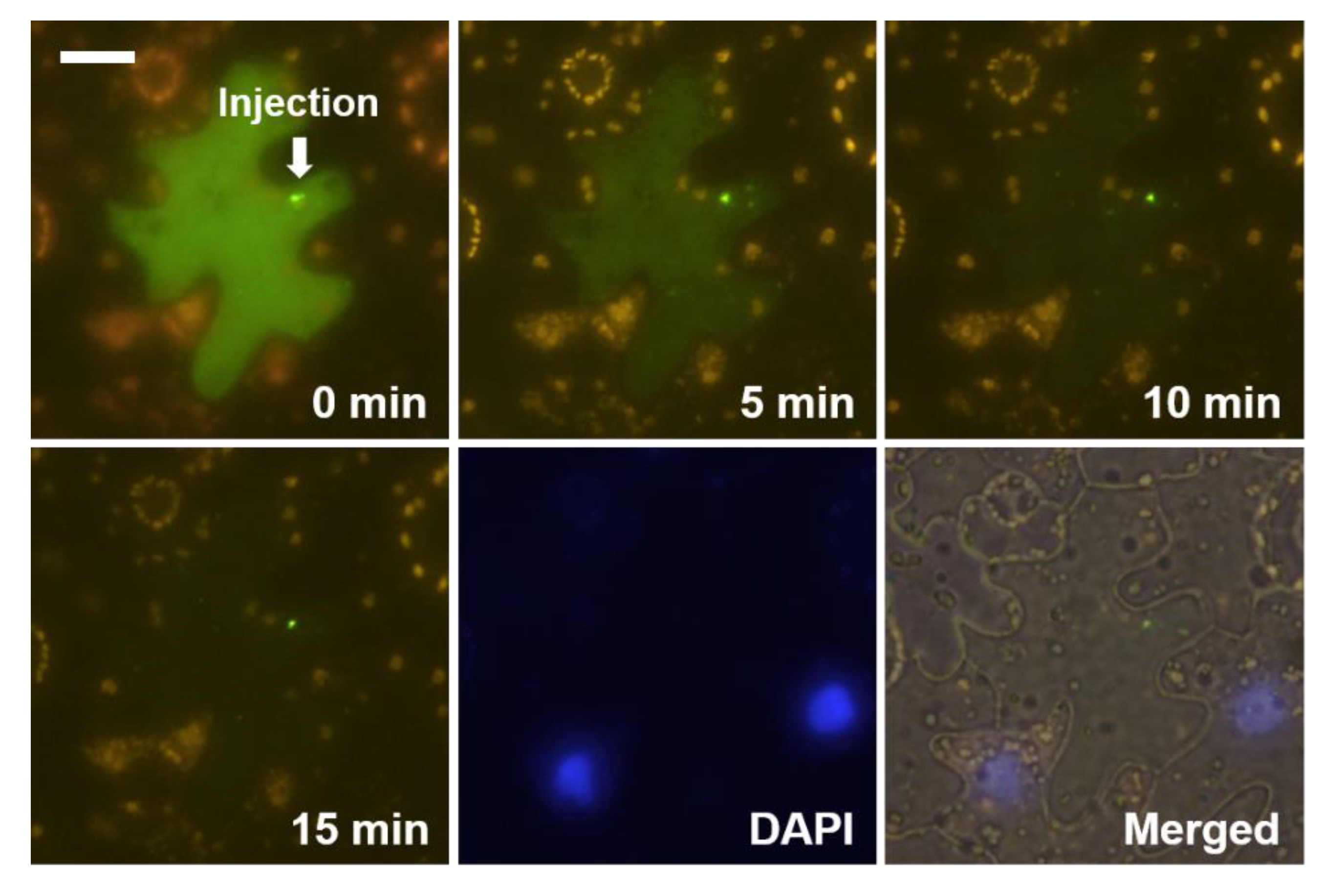 Microorganisms 08 02044 g004