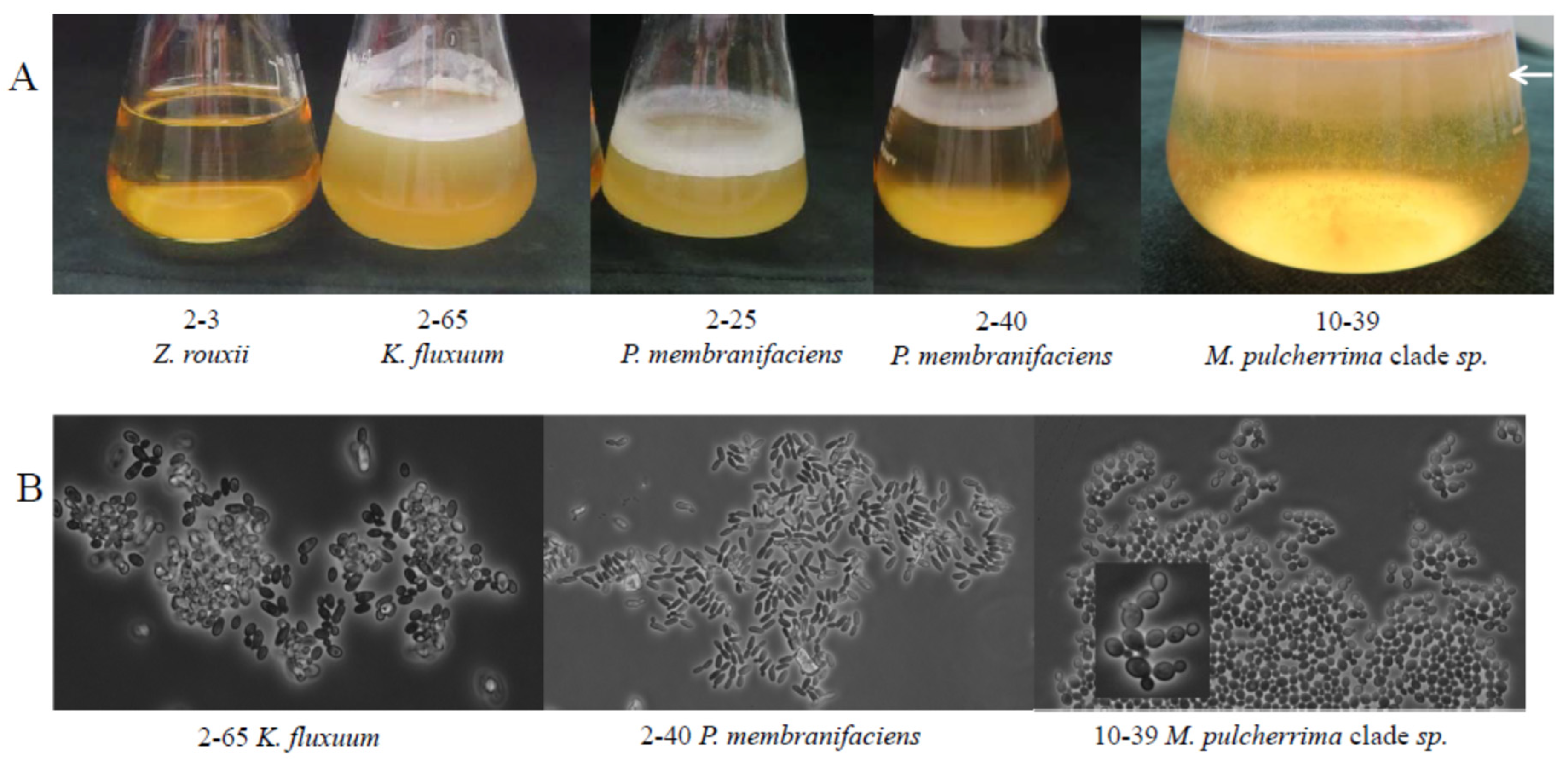 Microorganisms 09 00019 g002 Microorganisms 09 00019 g002