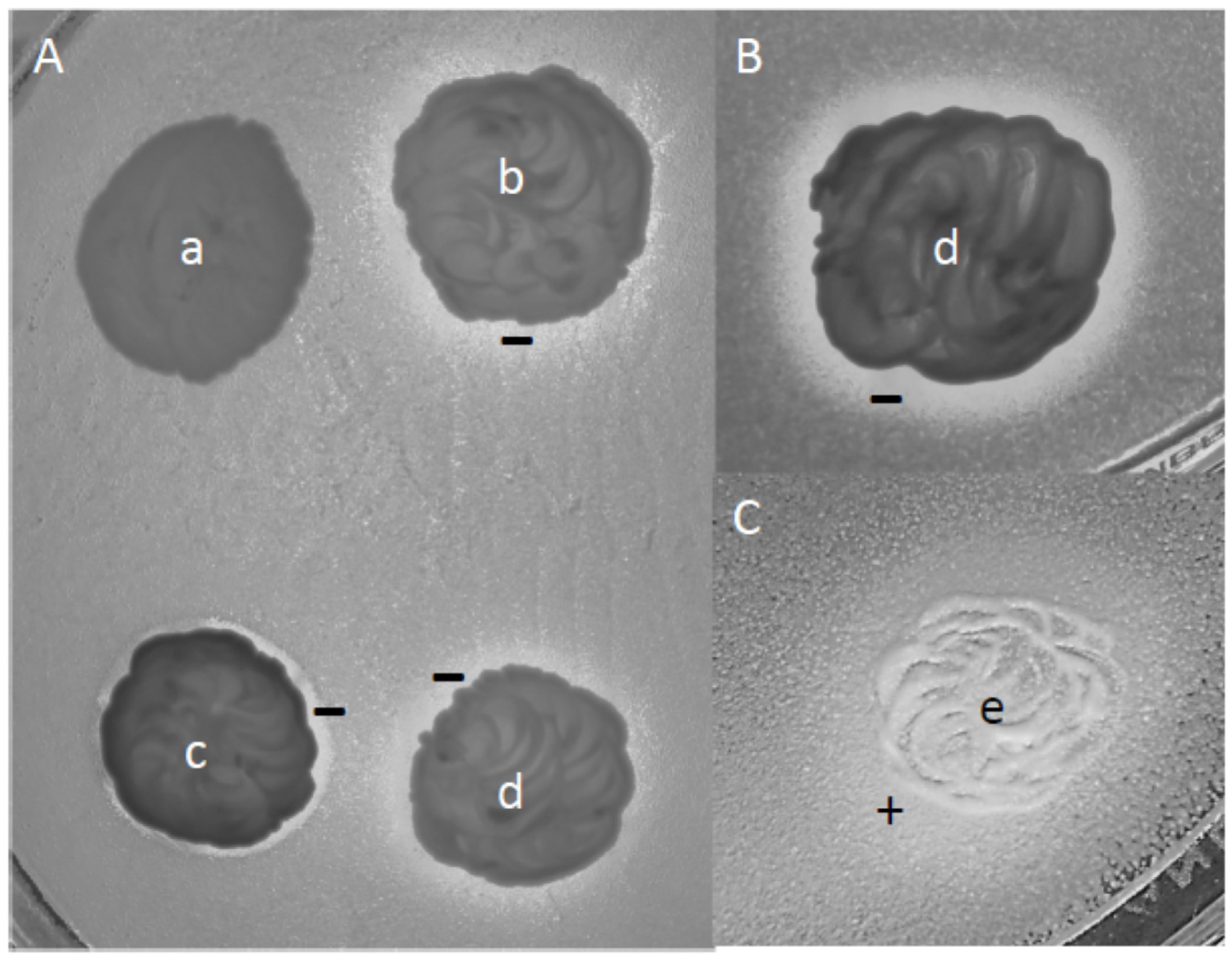Microorganisms 09 00019 g007 Microorganisms 09 00019 g007
