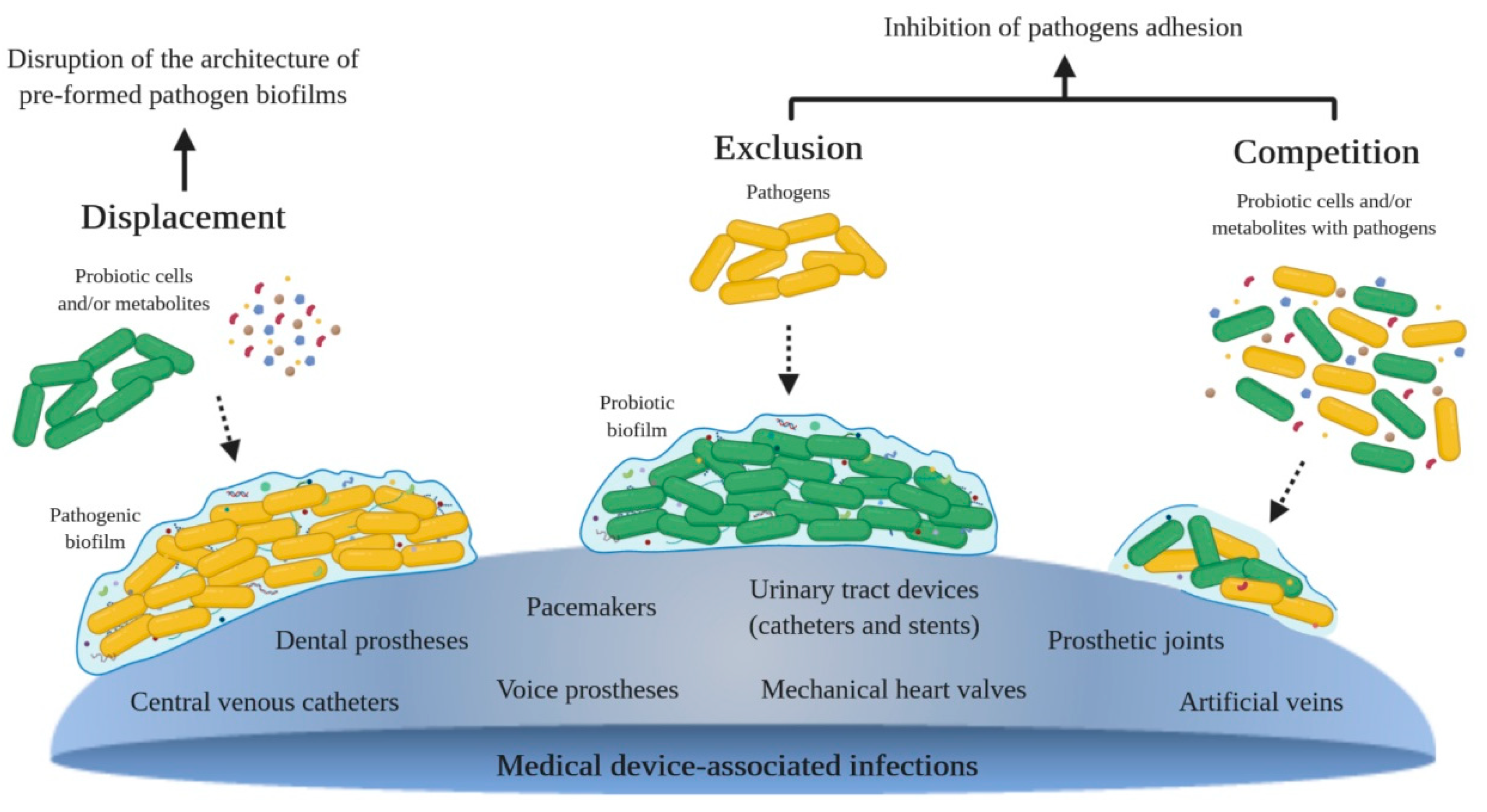 Microorganisms 09 00027 g001