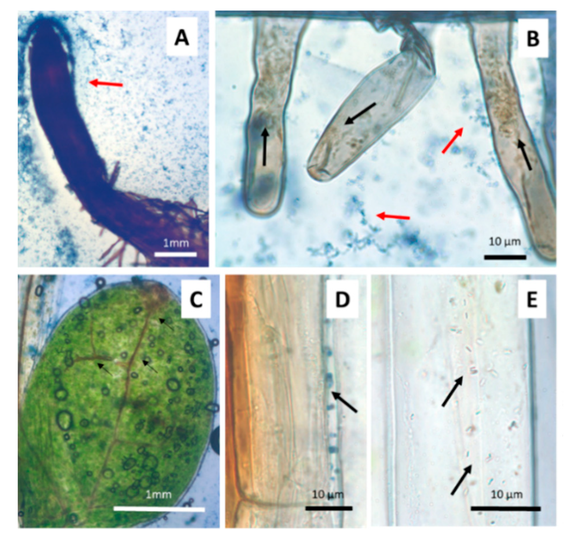 Microorganisms 09 00045 g003