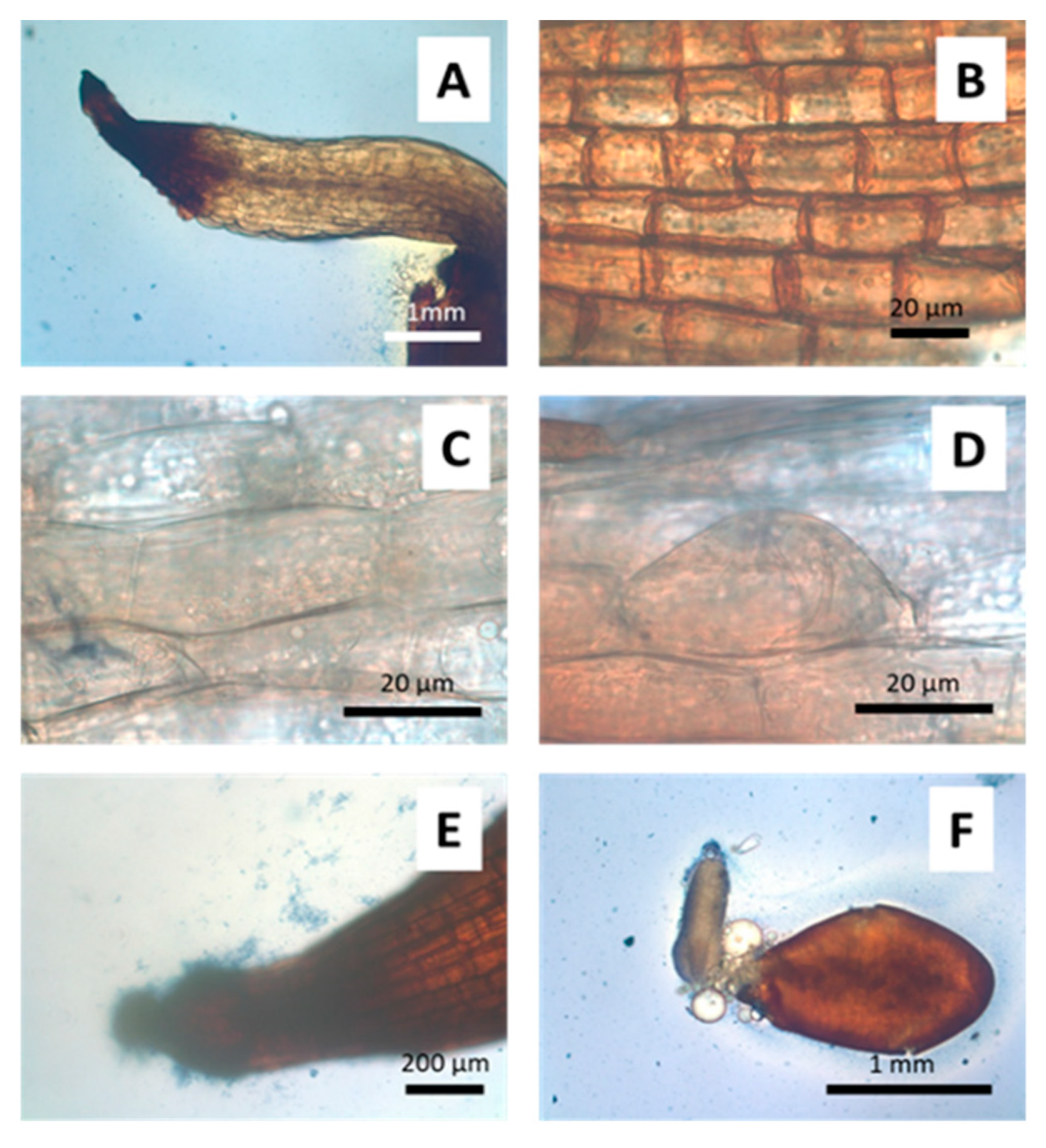 Microorganisms 09 00045 g006