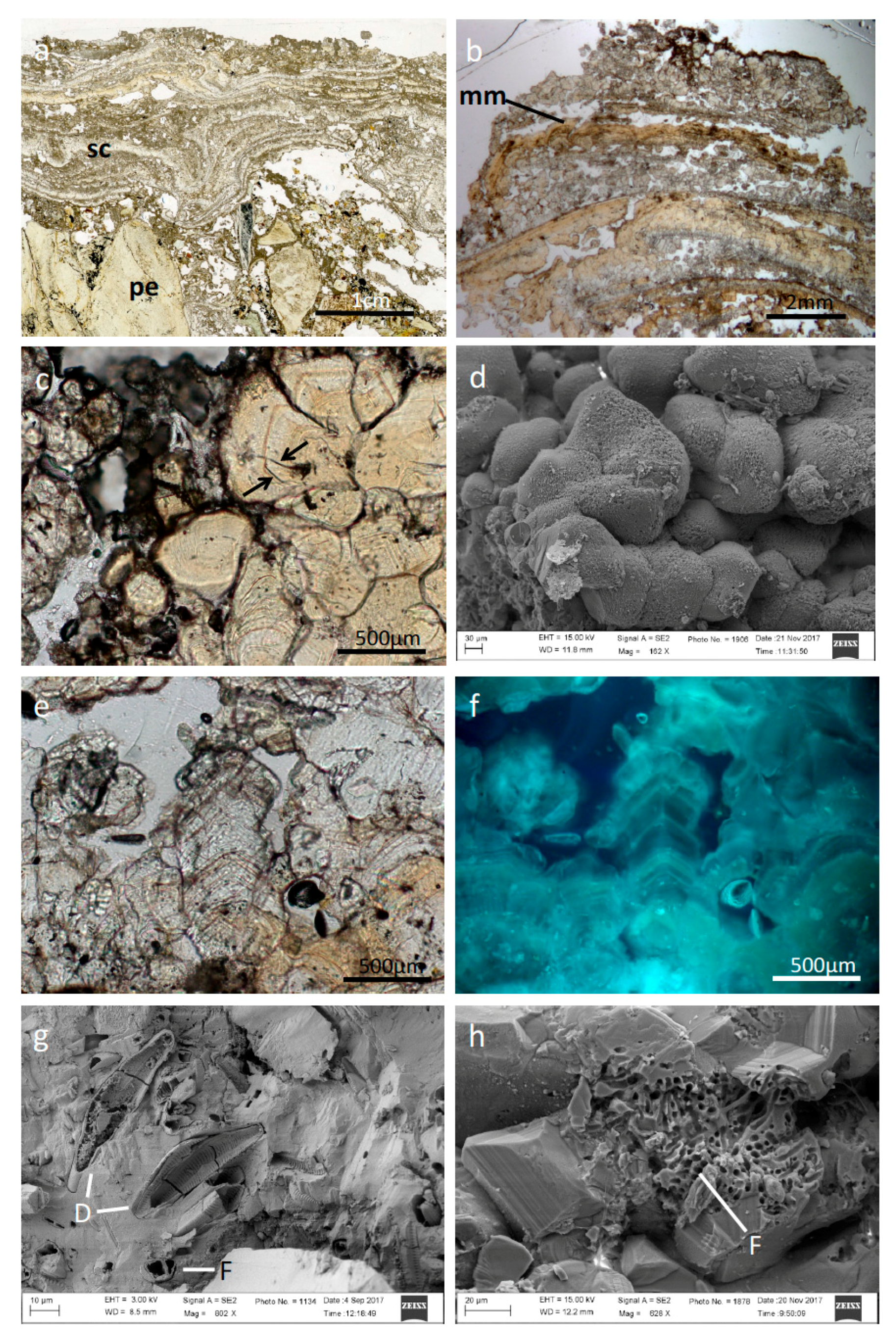 Microorganisms 09 00062 g002