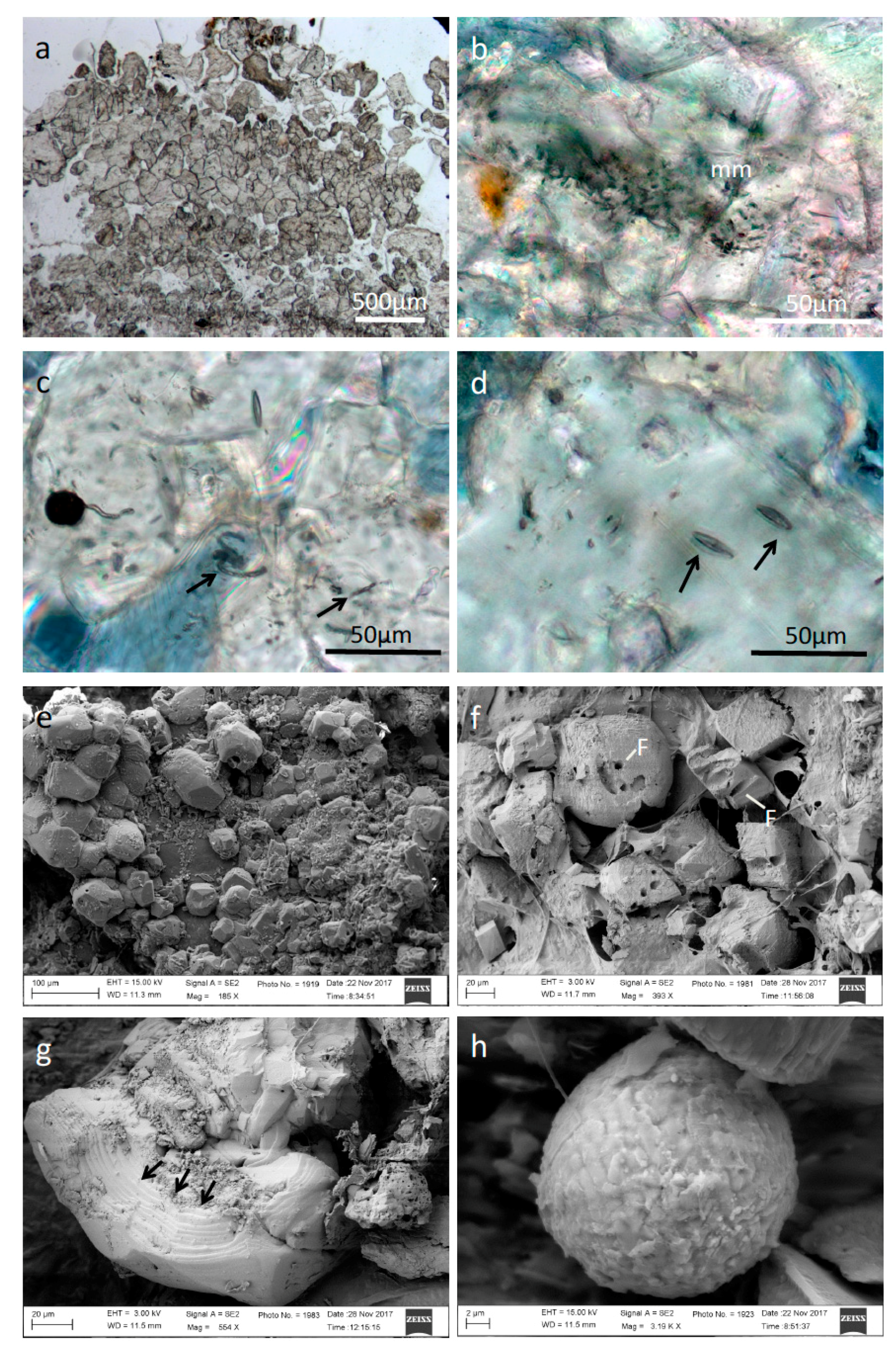 Microorganisms 09 00062 g003