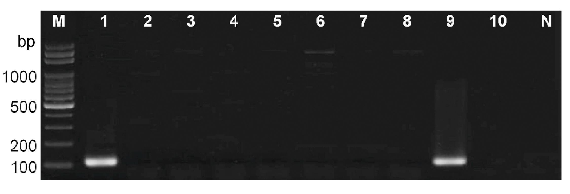 Microorganisms 09 00067 g004 Microorganisms 09 00067 g004