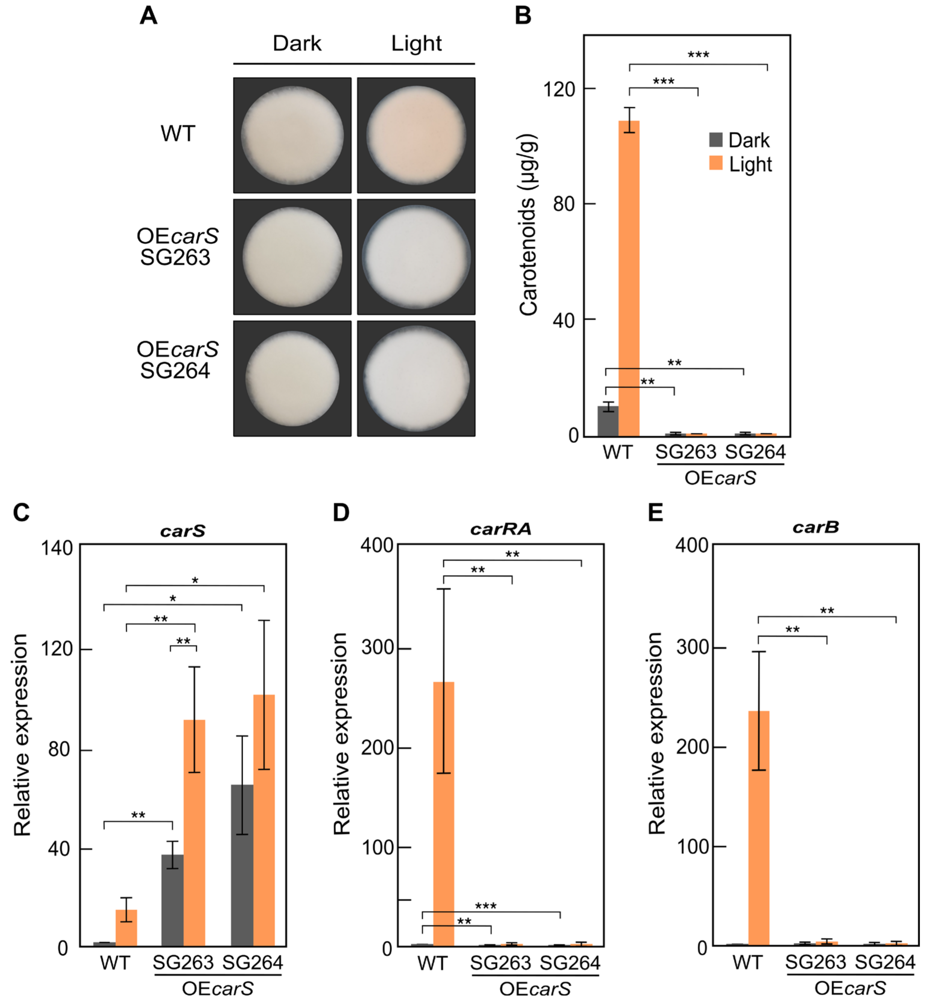 Microorganisms 09 00071 g007