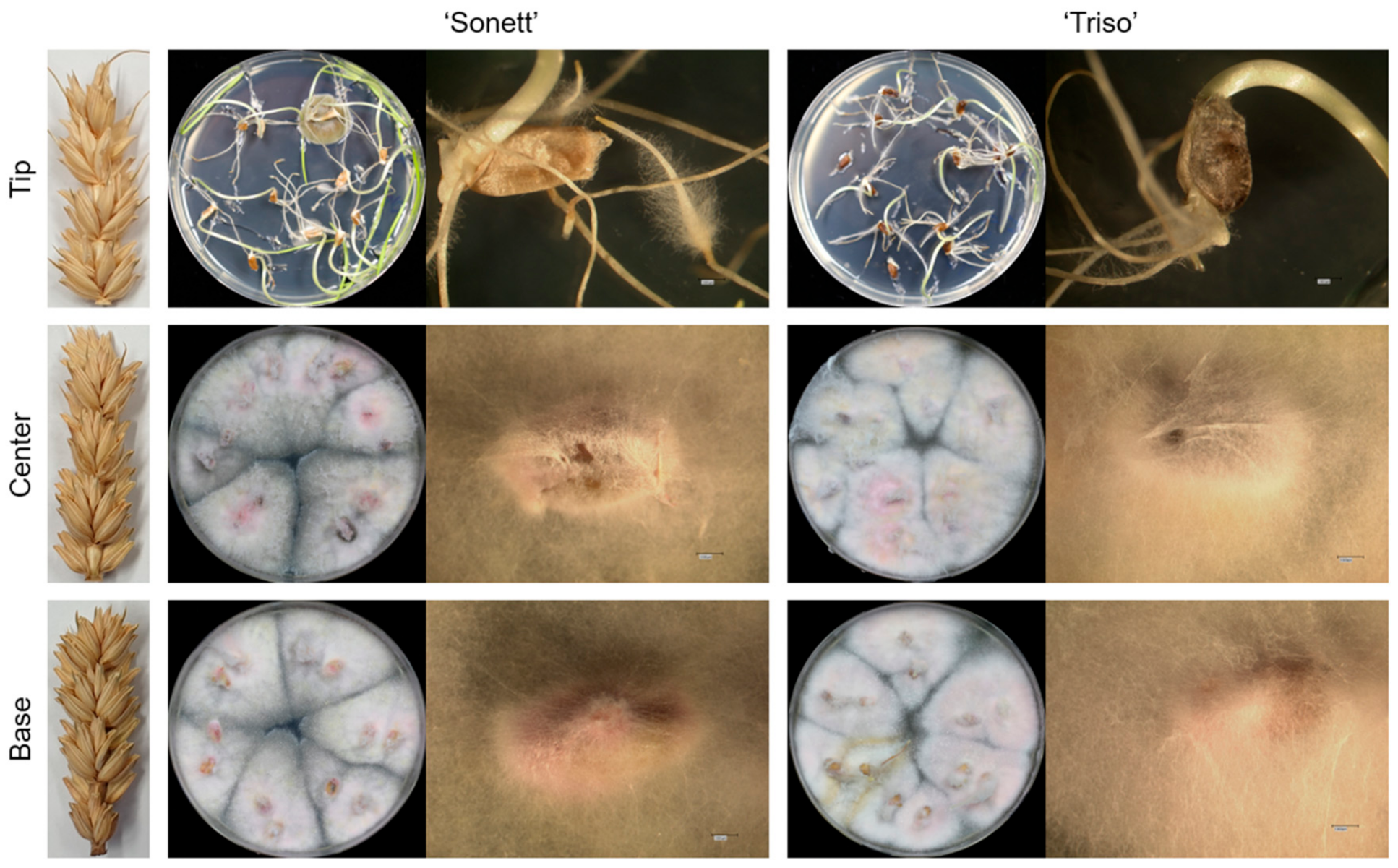 Microorganisms 09 00079 g001