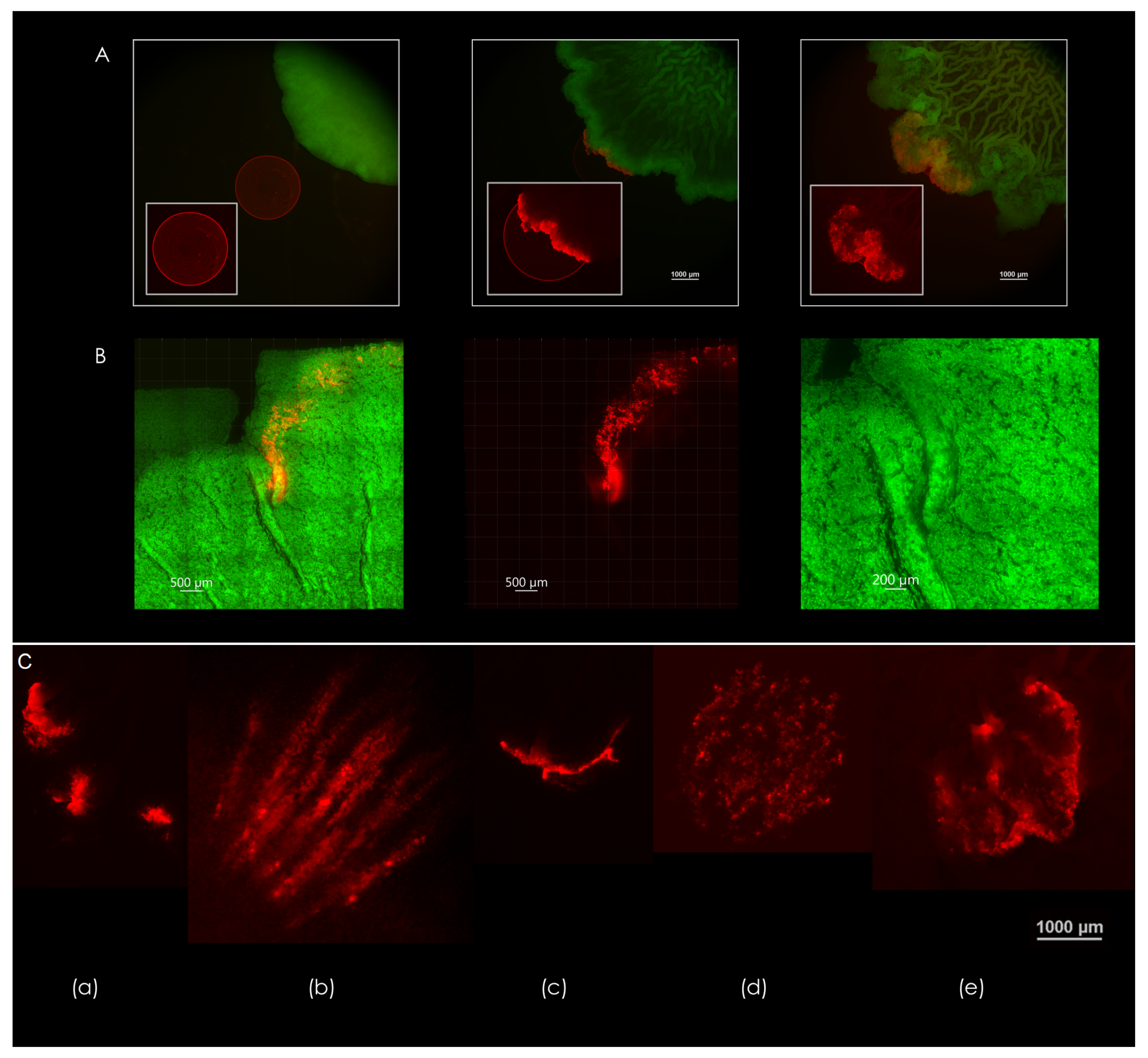 Microorganisms 09 00084 g004