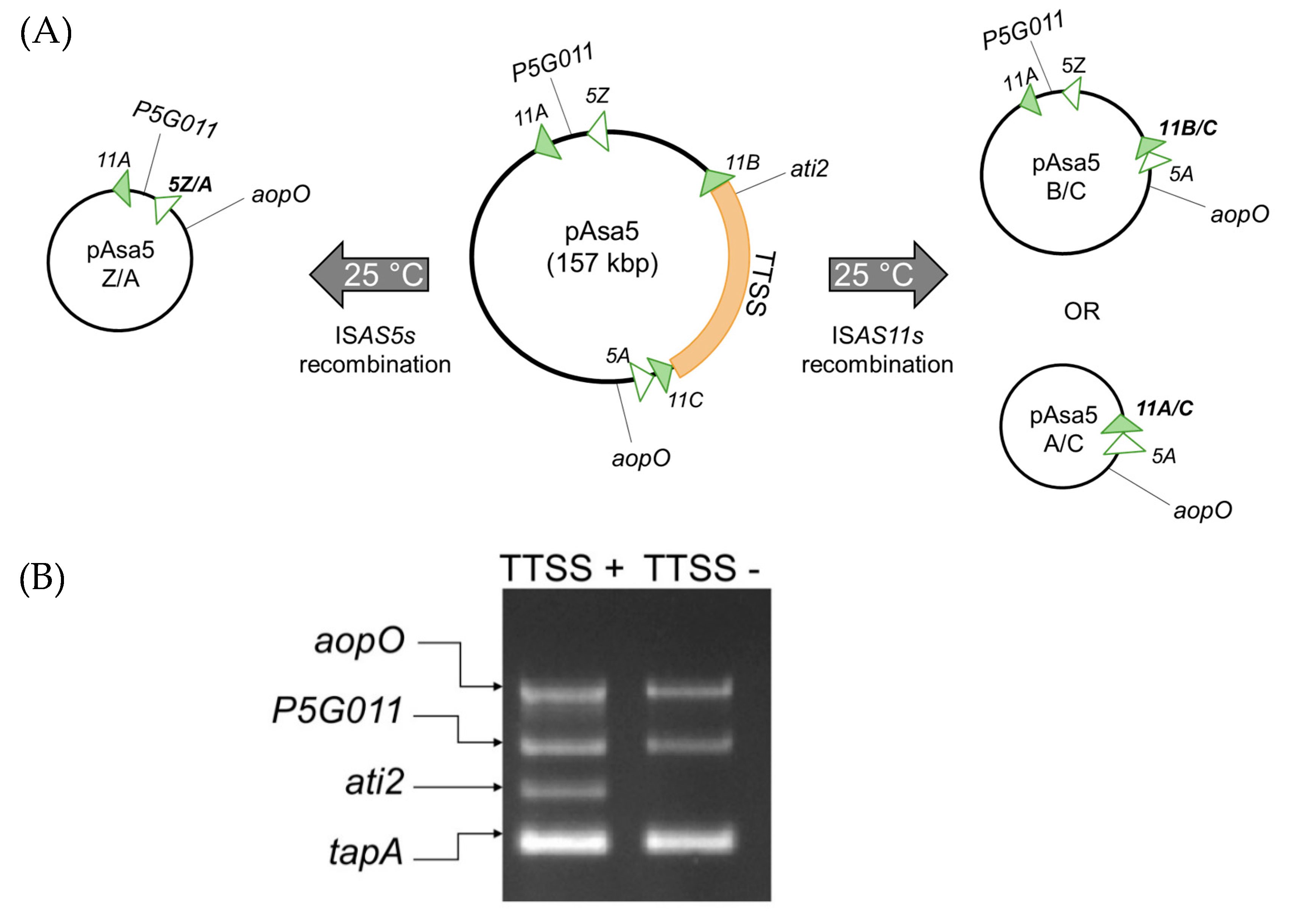Microorganisms 09 00085 g001
