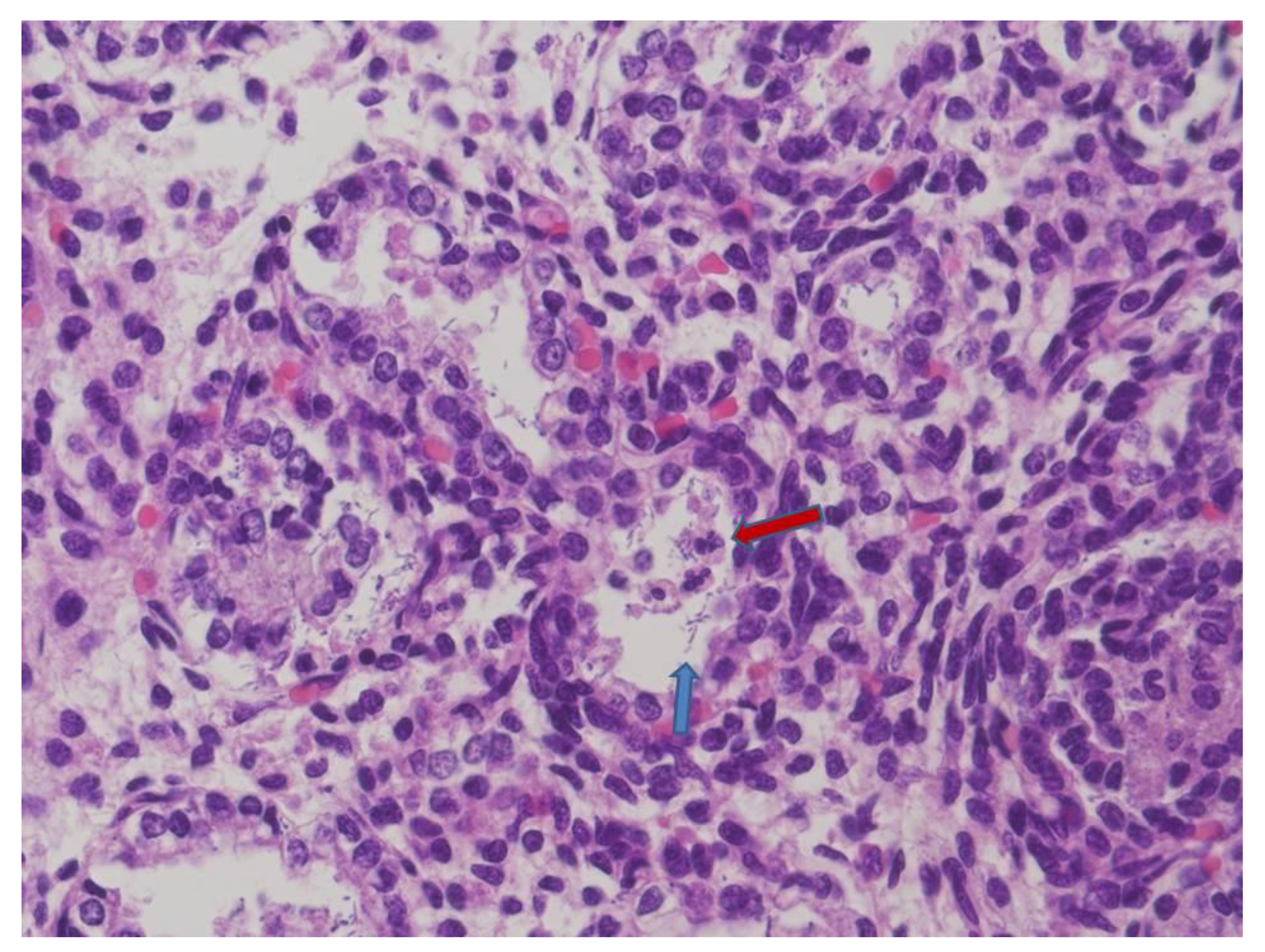 Microorganisms 09 00096 g001 Microorganisms 09 00096 g001