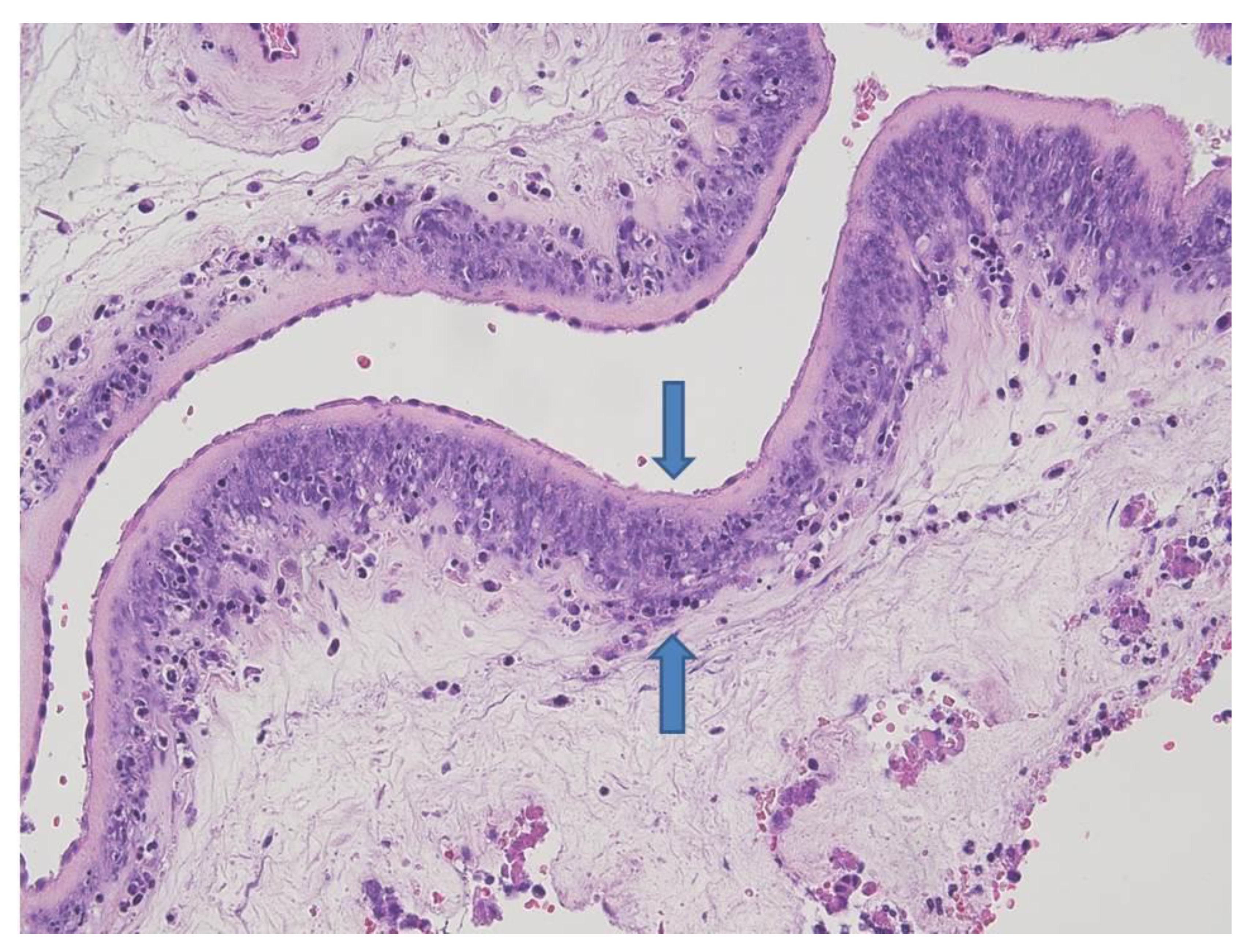 Microorganisms 09 00096 g004 Microorganisms 09 00096 g004