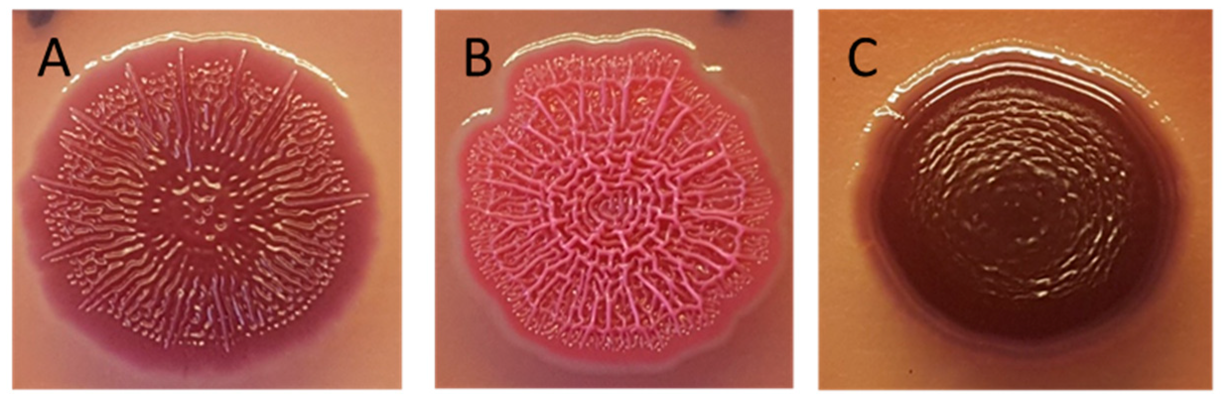 Microorganisms 09 00104 g001 Microorganisms 09 00104 g001