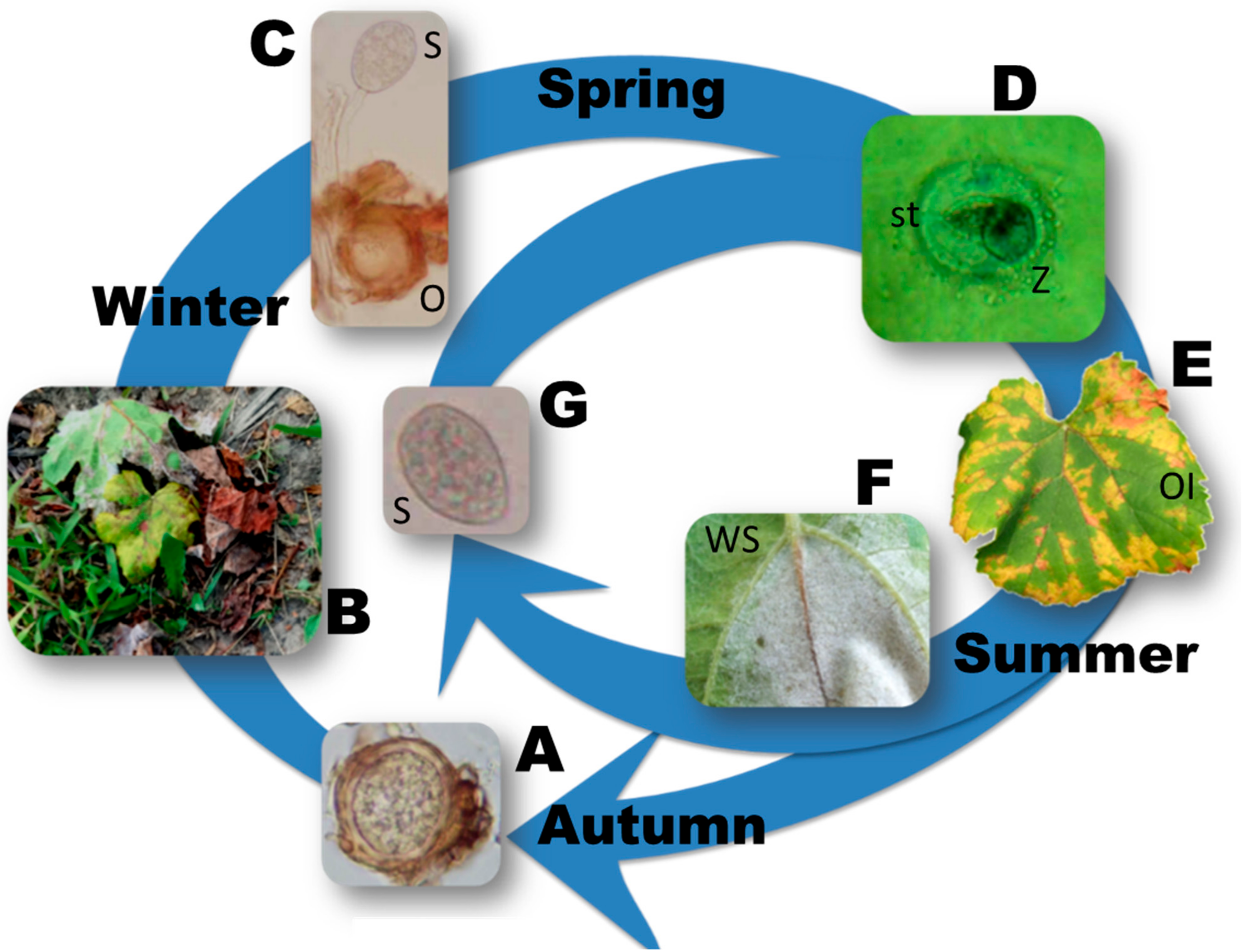 Microorganisms 09 00119 g001