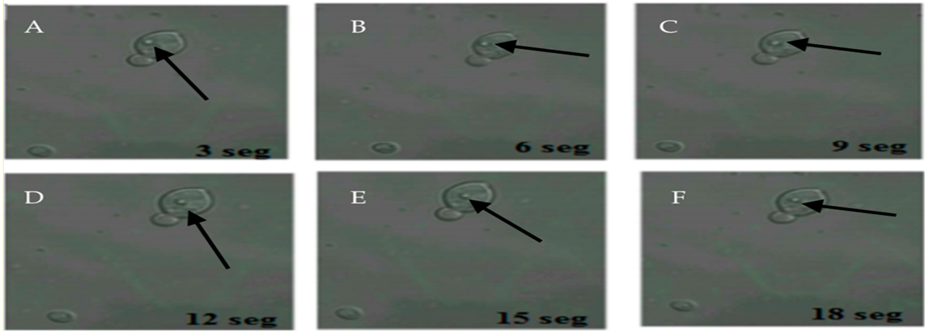 Microorganisms 09 00131 g003 Microorganisms 09 00131 g003