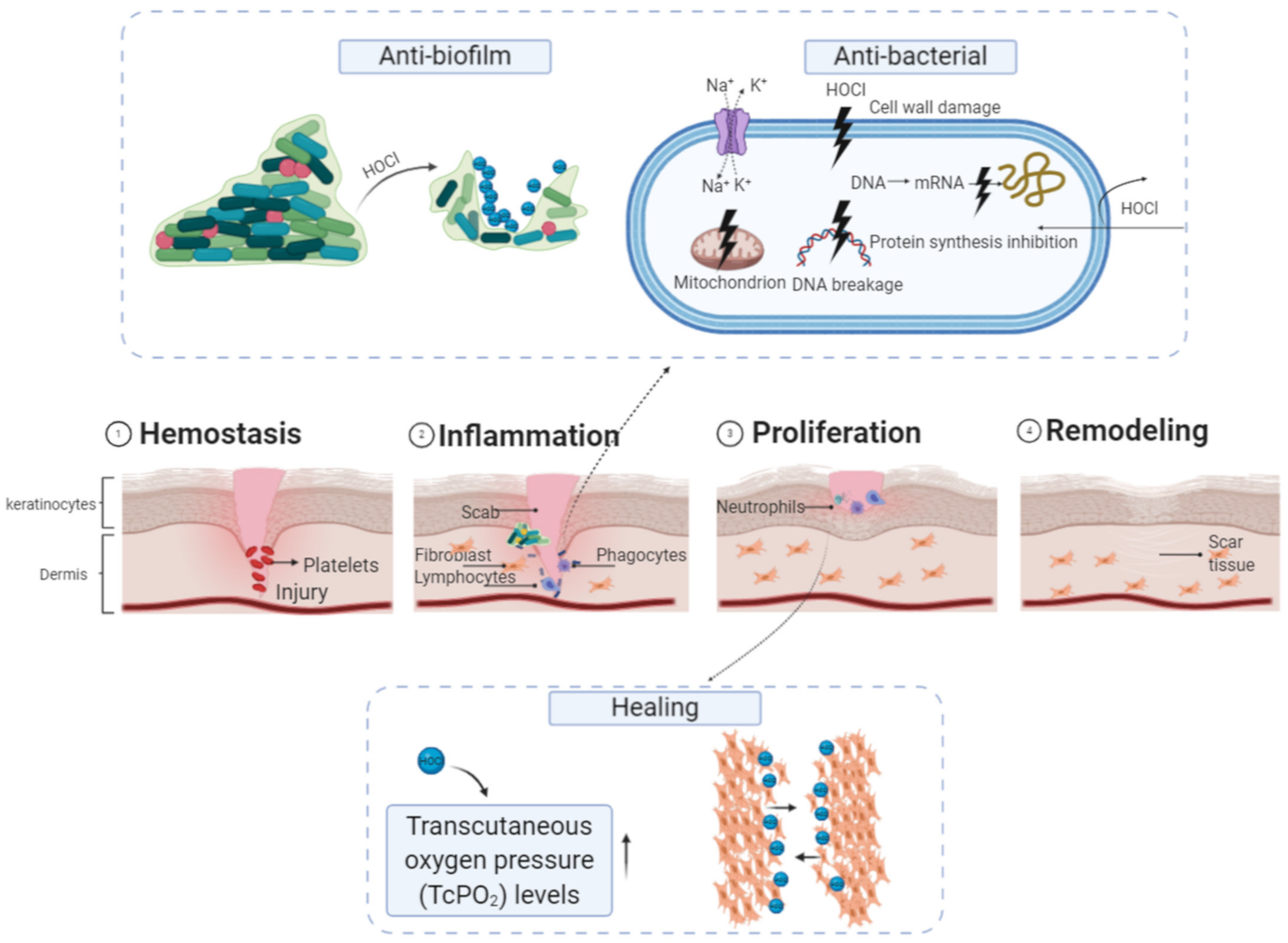 Microorganisms 09 00136 g005