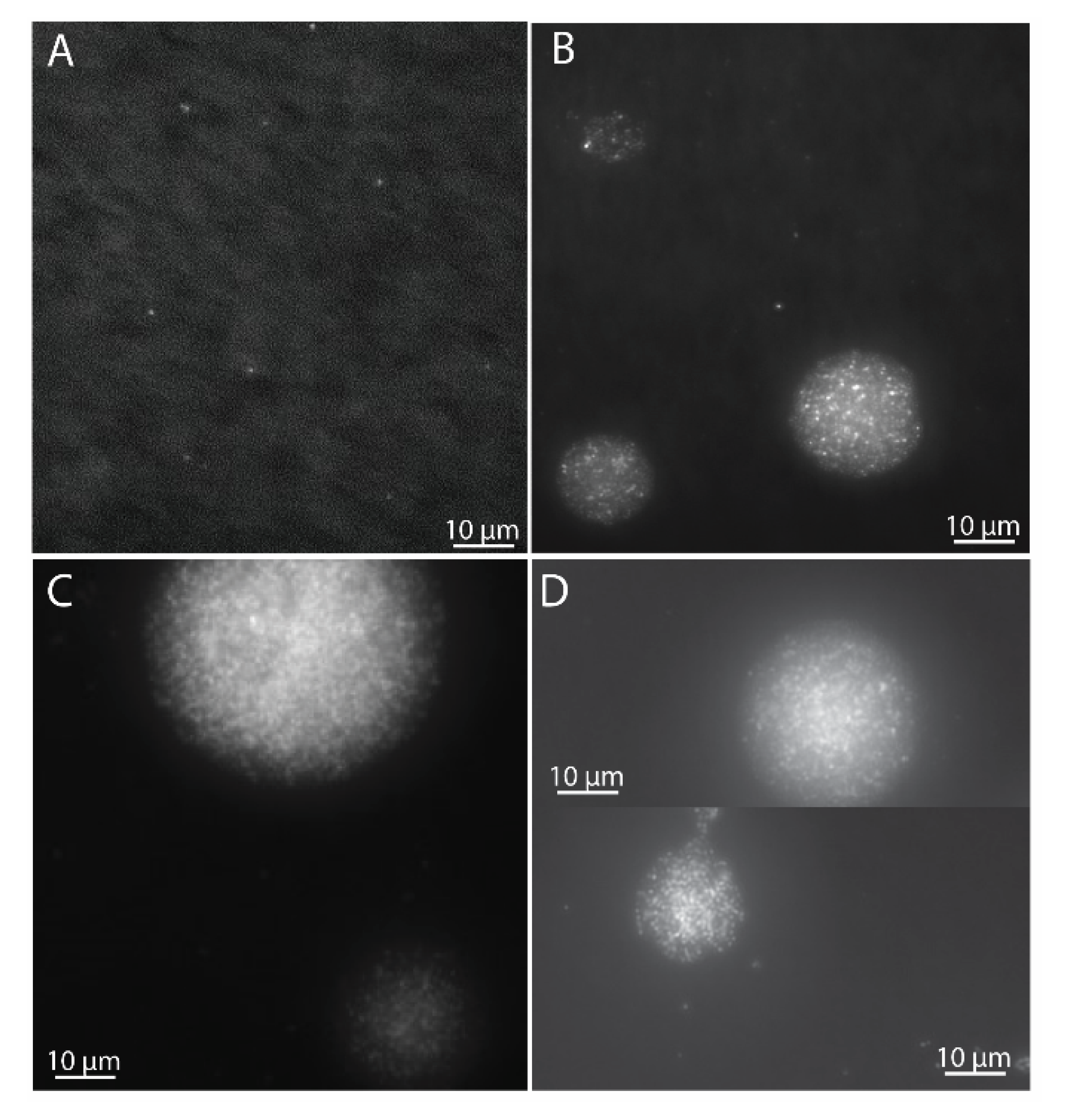 Microorganisms 09 00153 g001