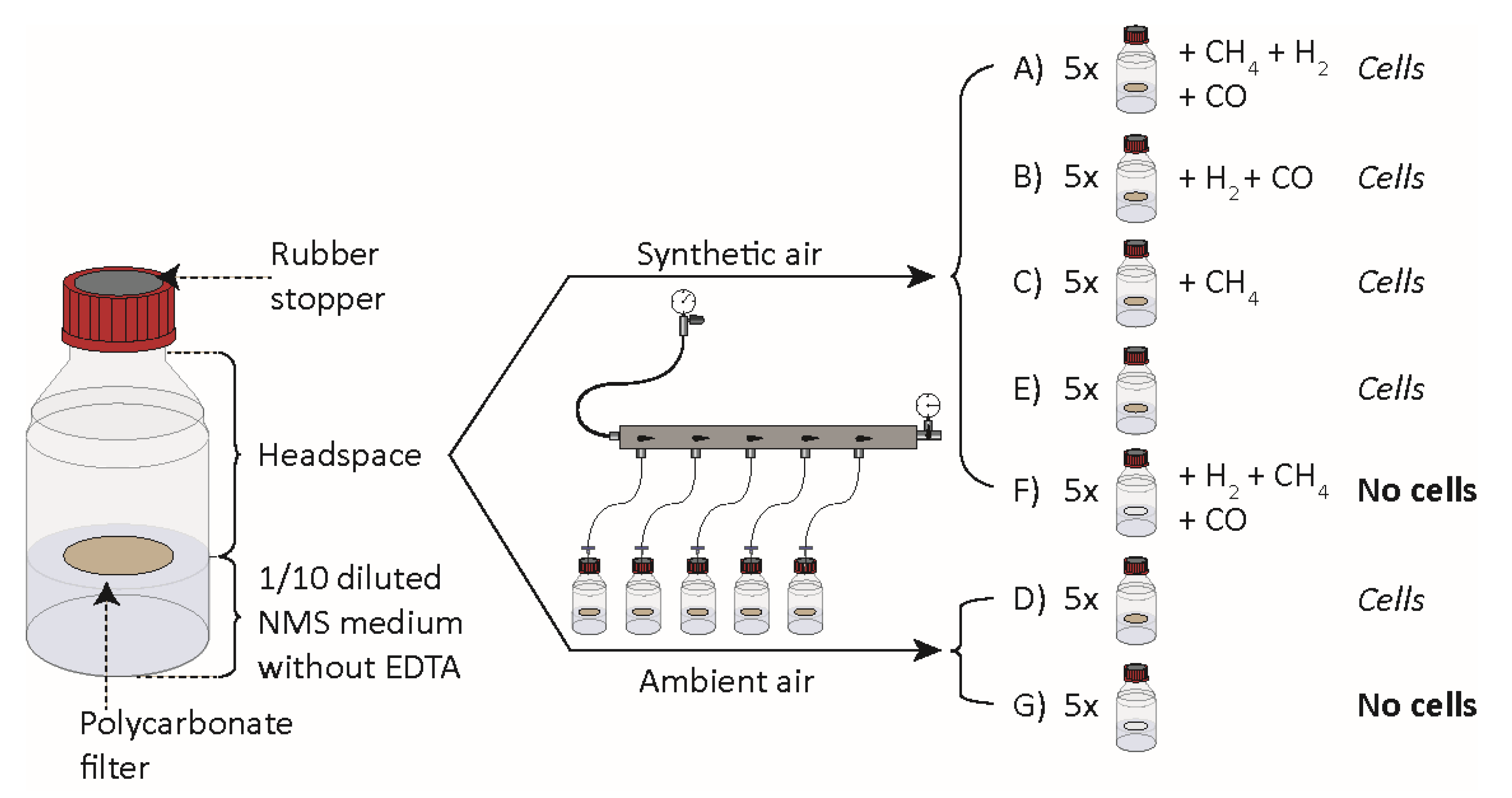Microorganisms 09 00153 g002