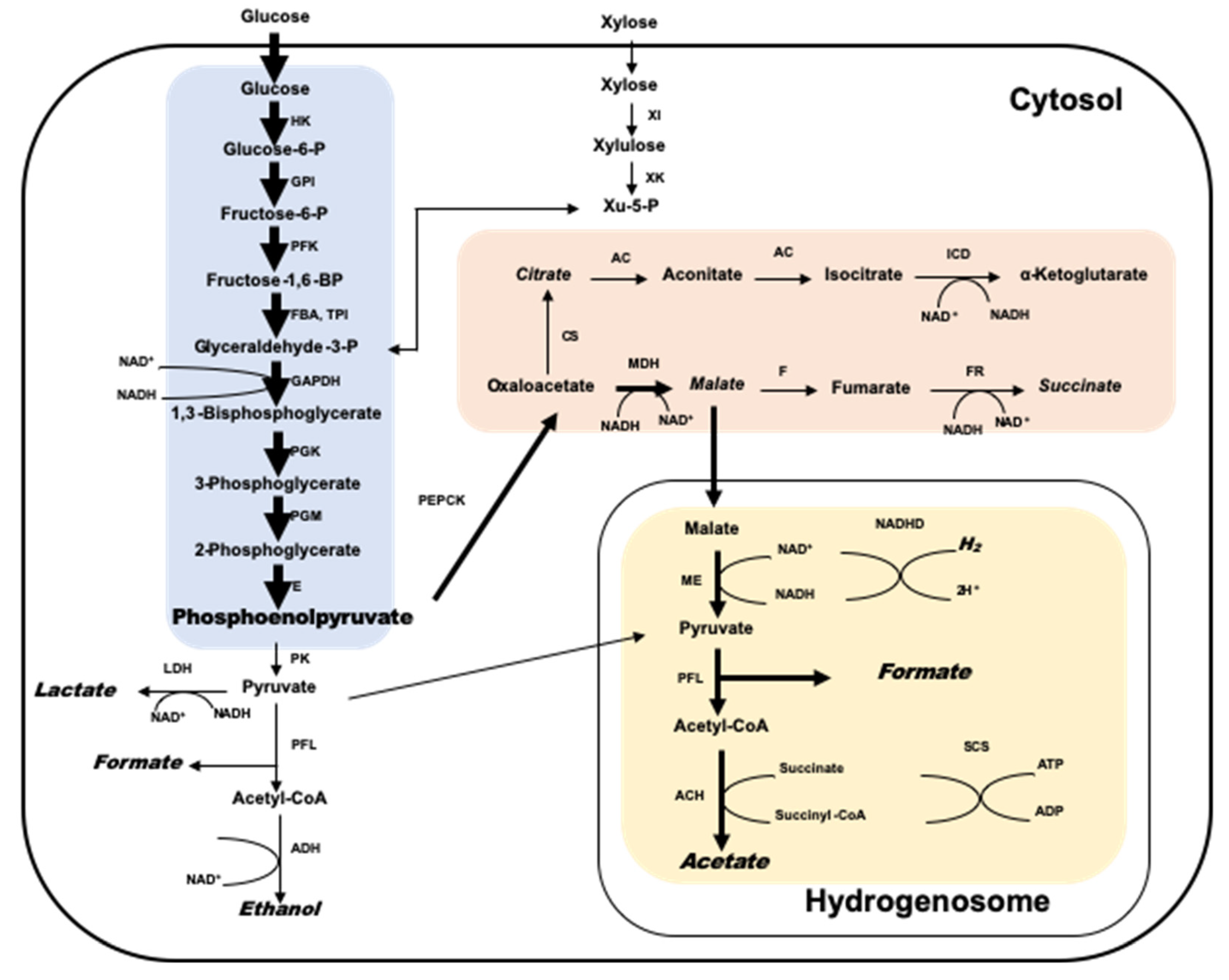 Microorganisms 09 00190 g001