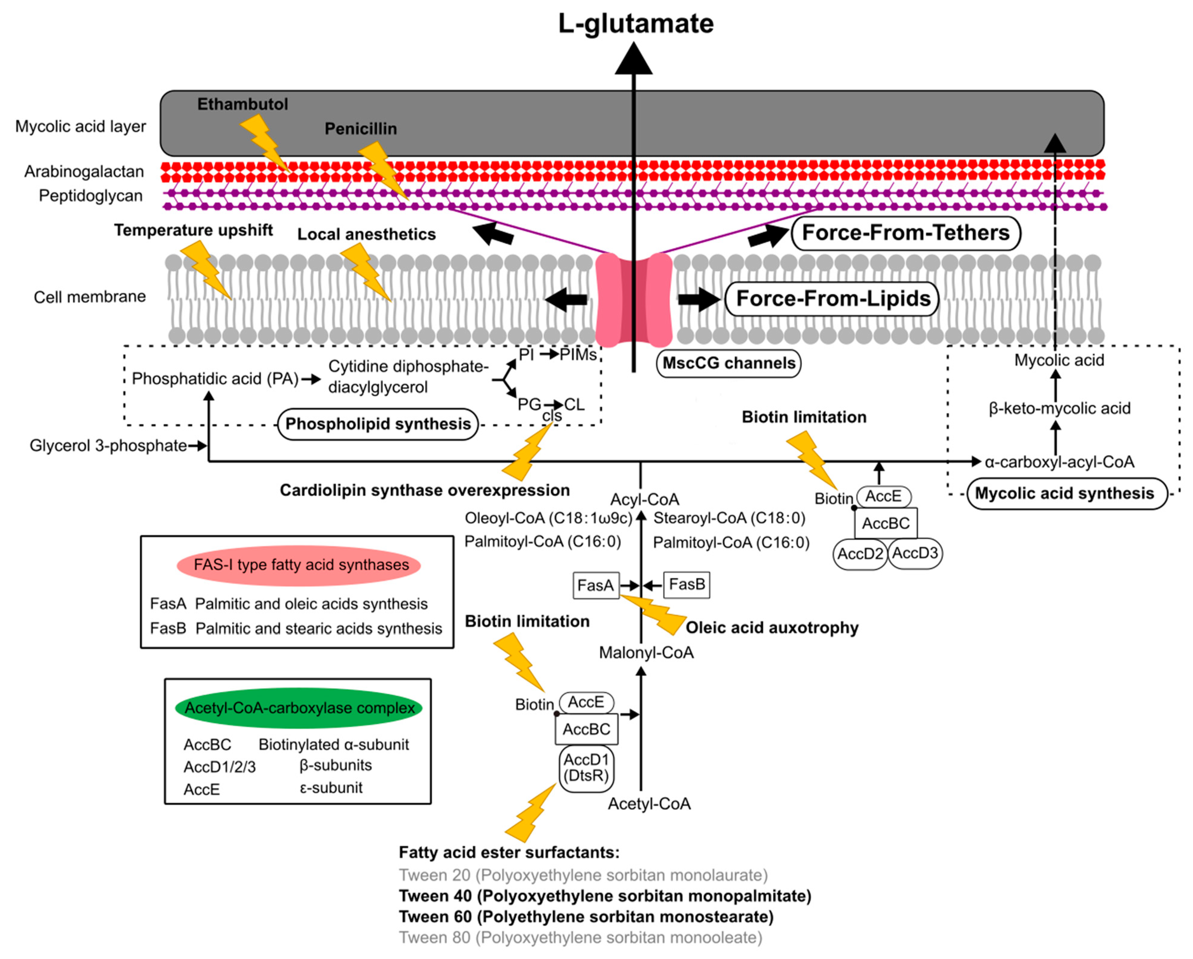 Microorganisms 09 00201 g005