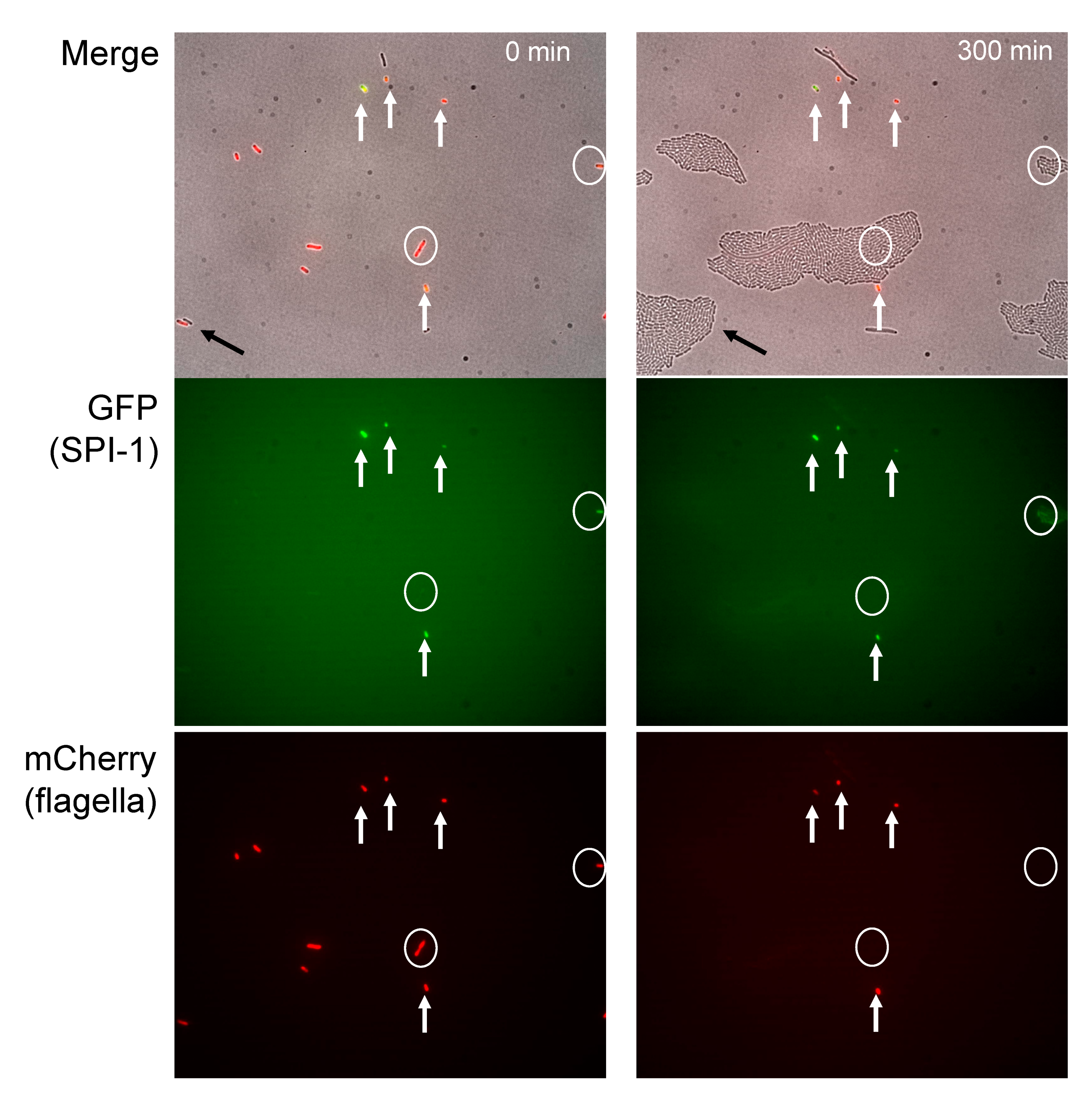 Microorganisms 09 00210 g003
