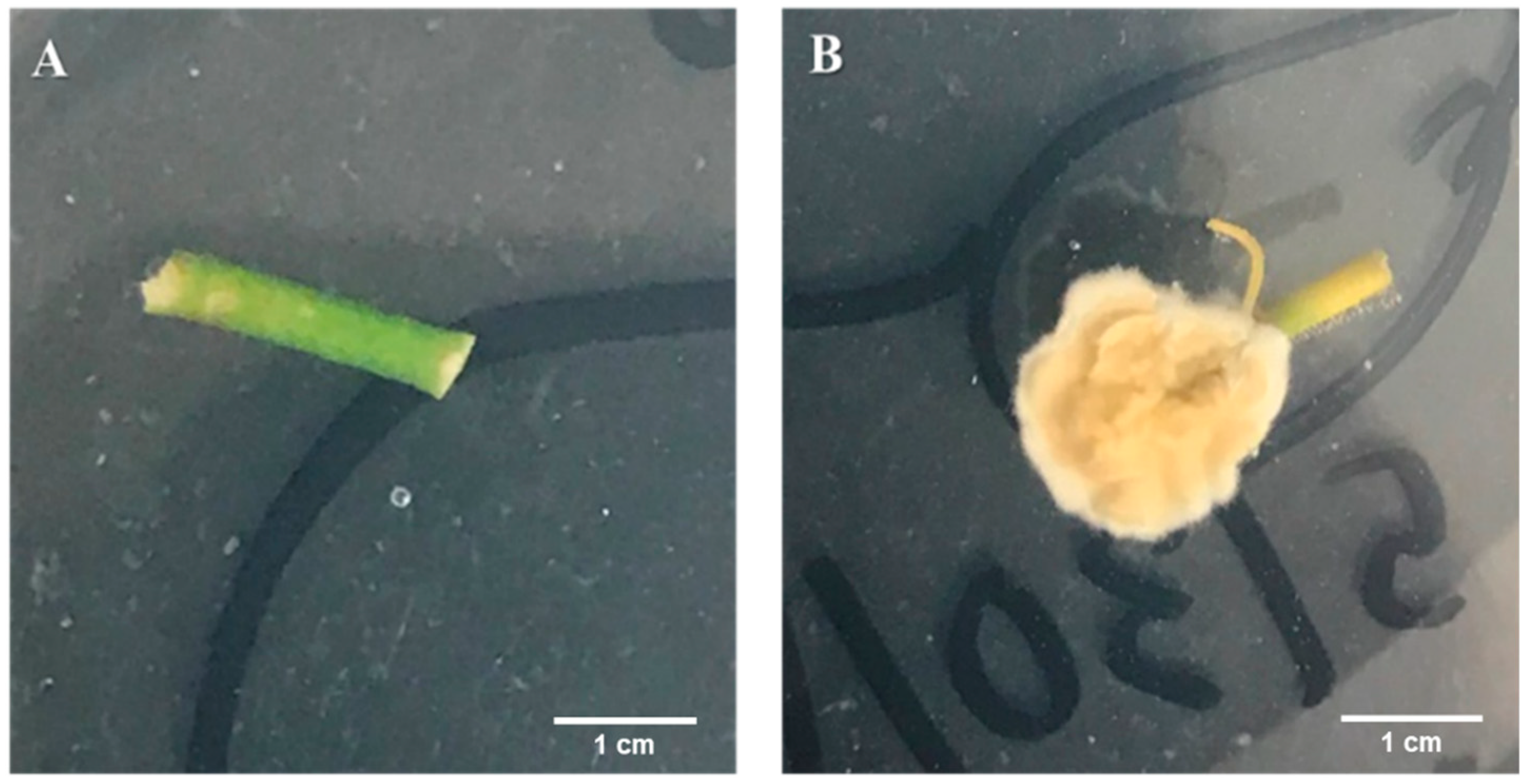 Microorganisms 09 00219 g001 Microorganisms 09 00219 g001