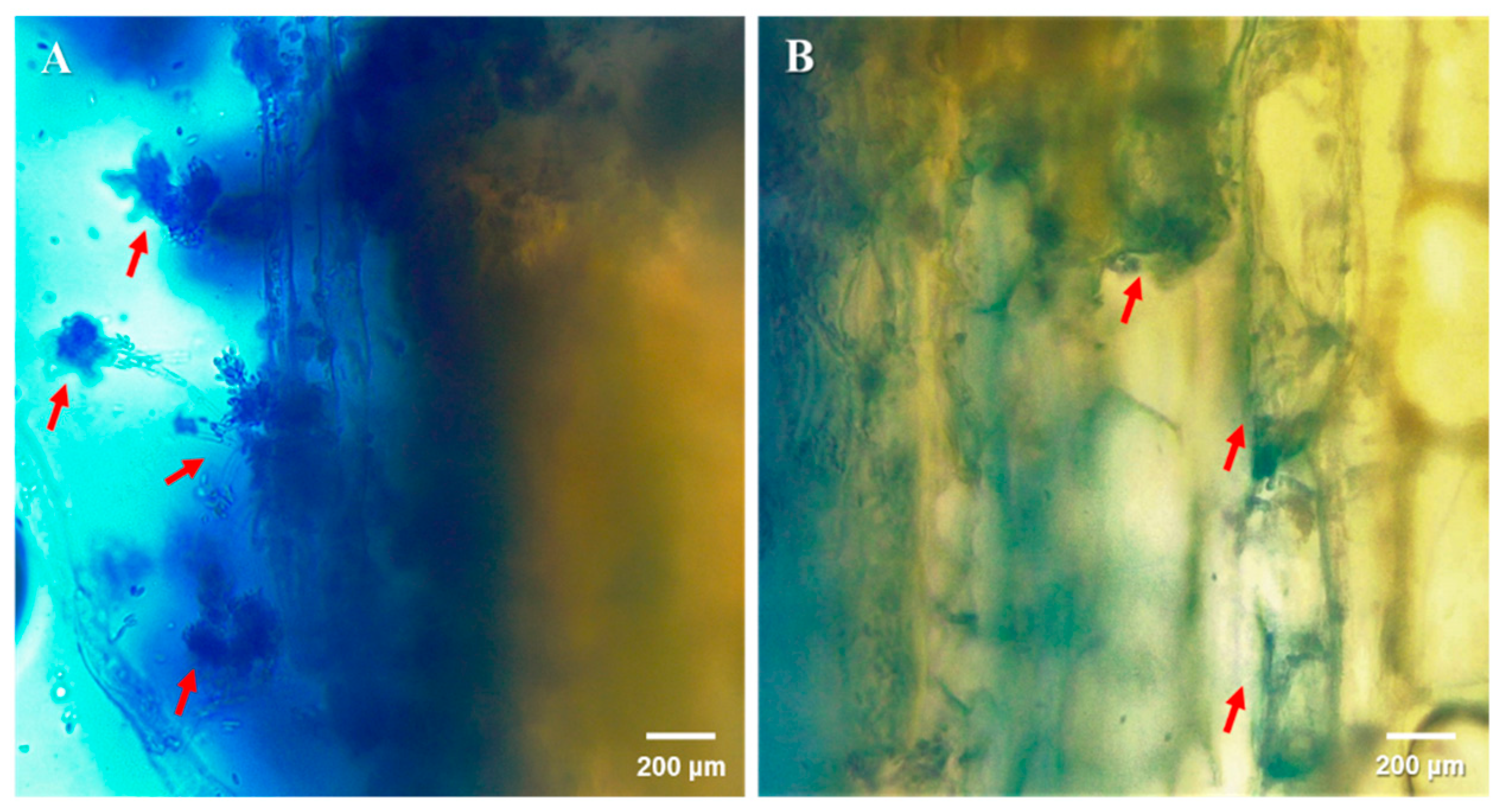 Microorganisms 09 00219 g002 Microorganisms 09 00219 g002