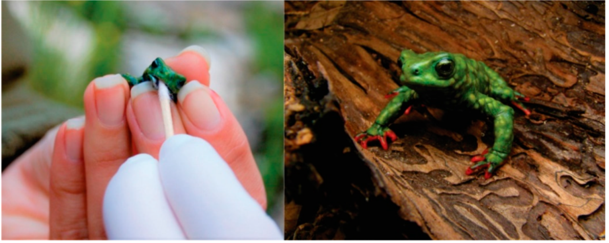 Microorganisms 09 00220 g001 Microorganisms 09 00220 g001