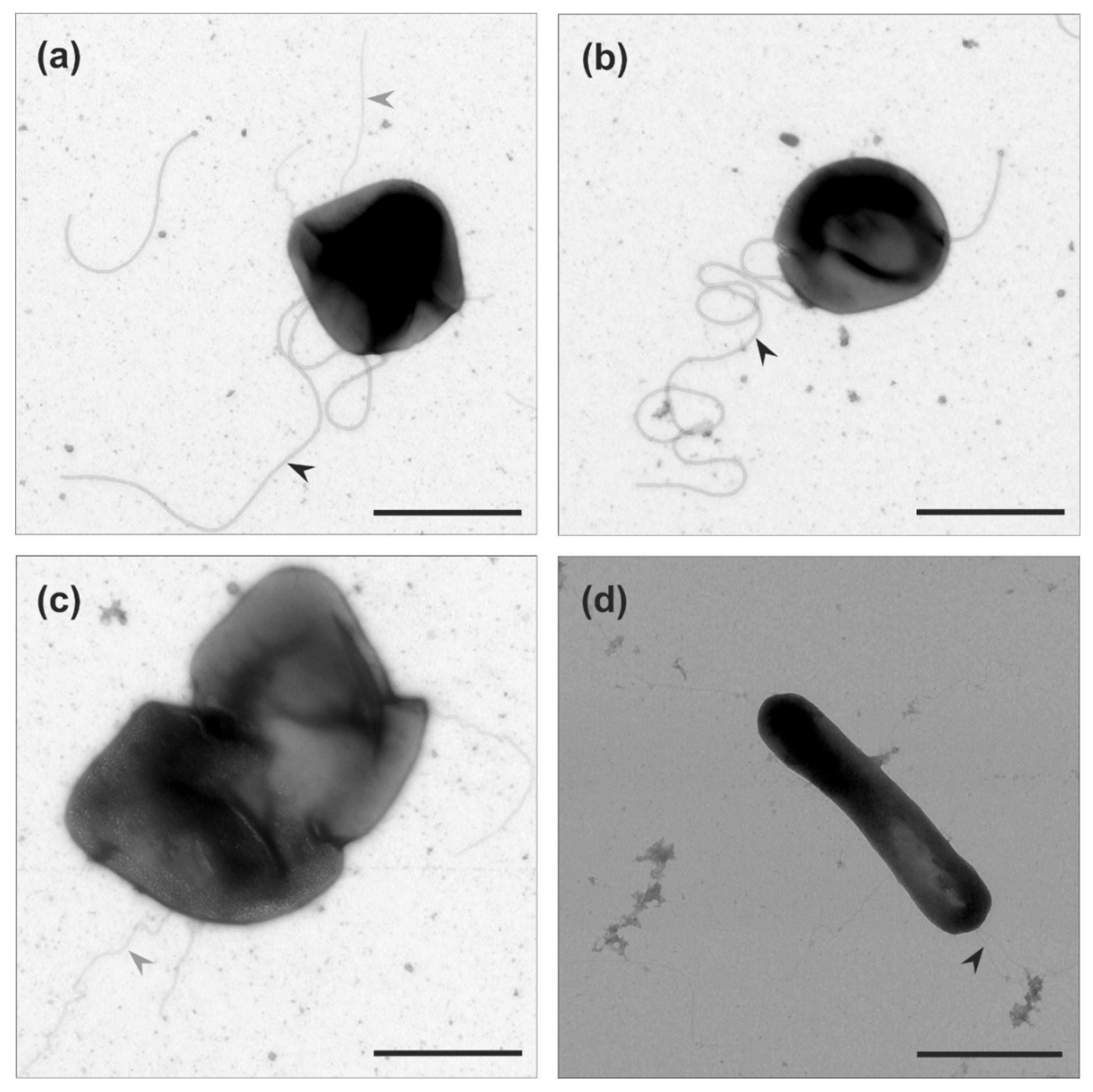 Microorganisms 09 00231 g005