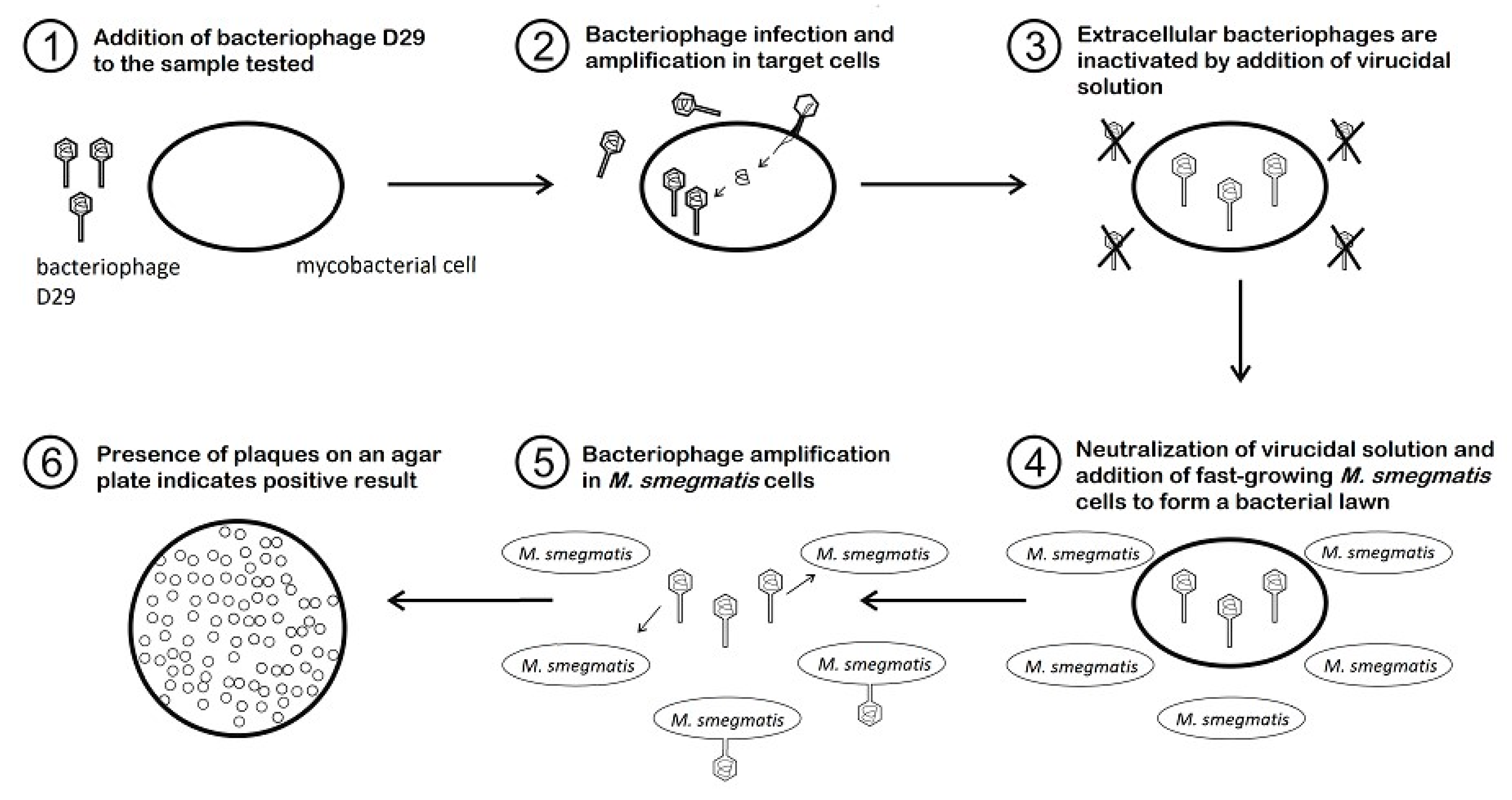 Microorganisms 09 00237 g001