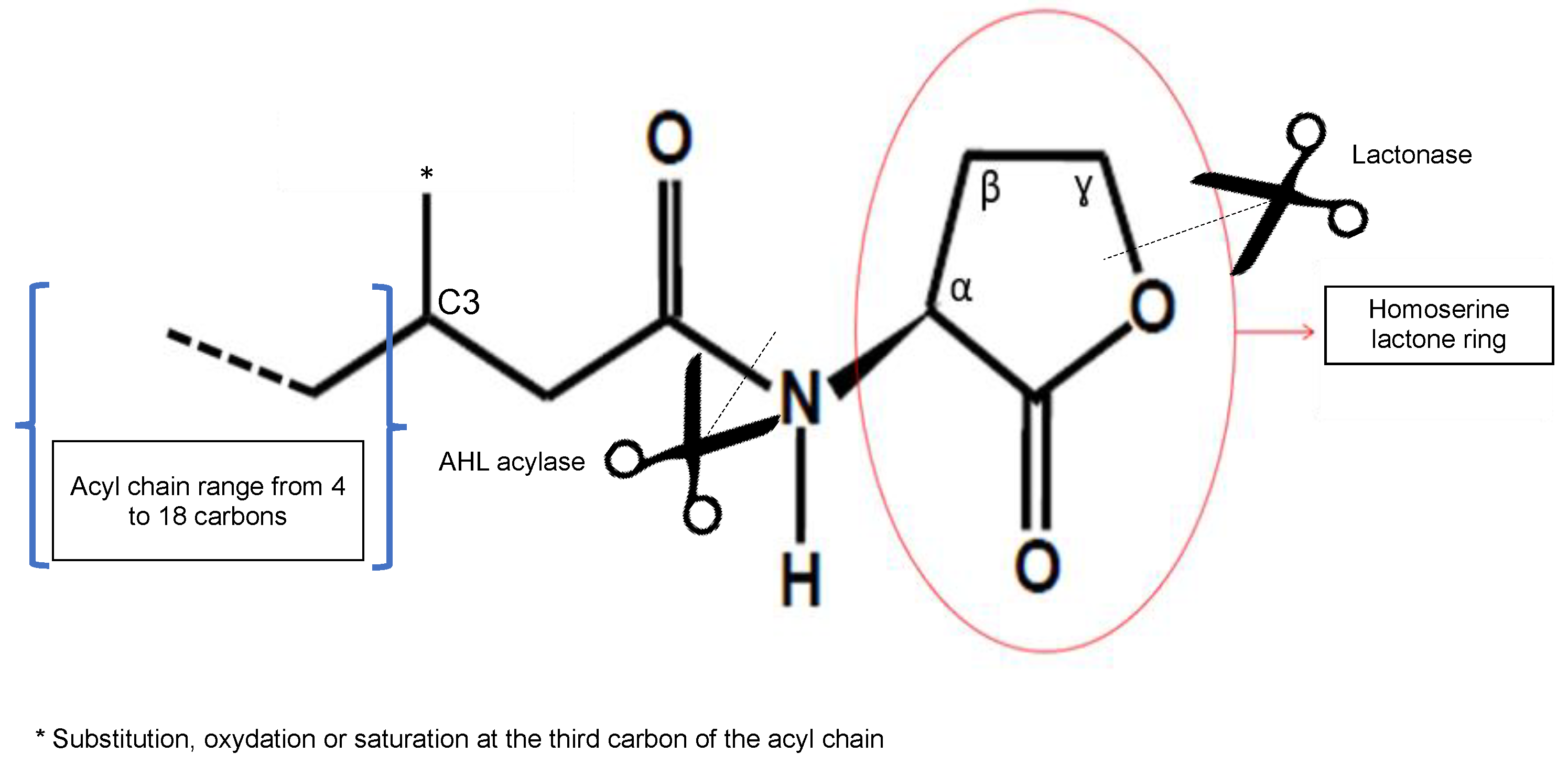 Microorganisms 09 00239 g001