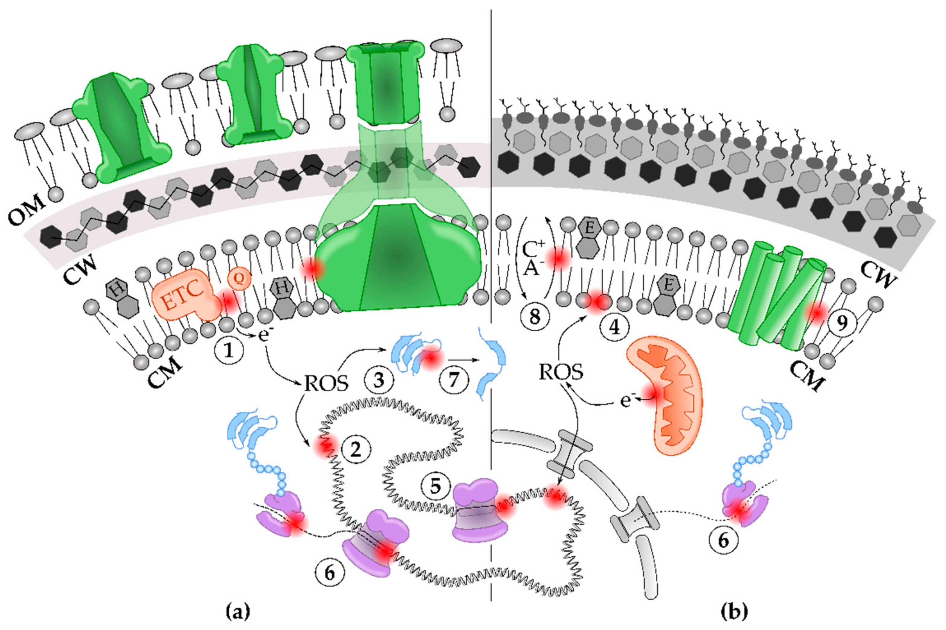 Microorganisms 09 00249 g002