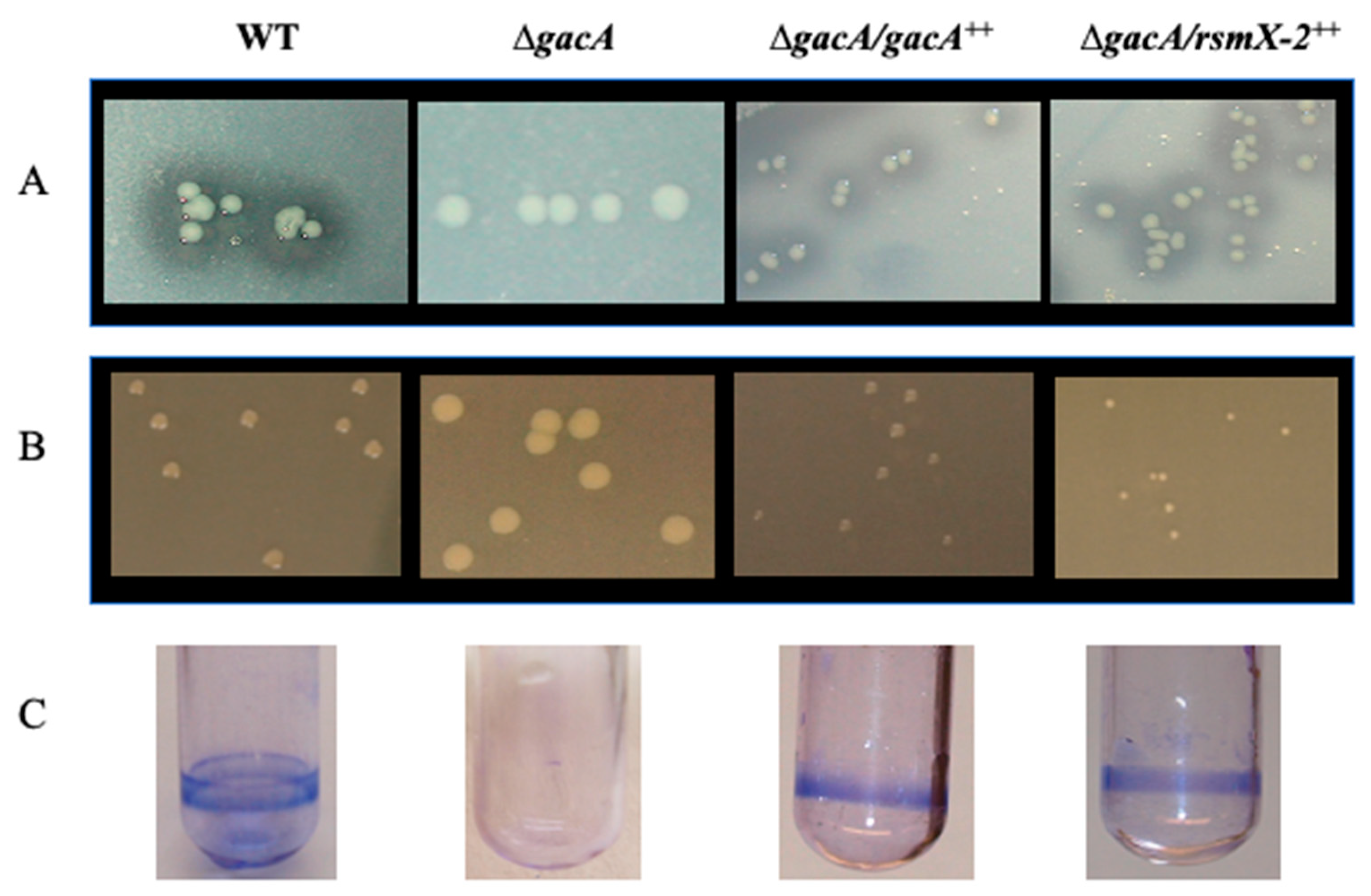 Microorganisms 09 00250 g004