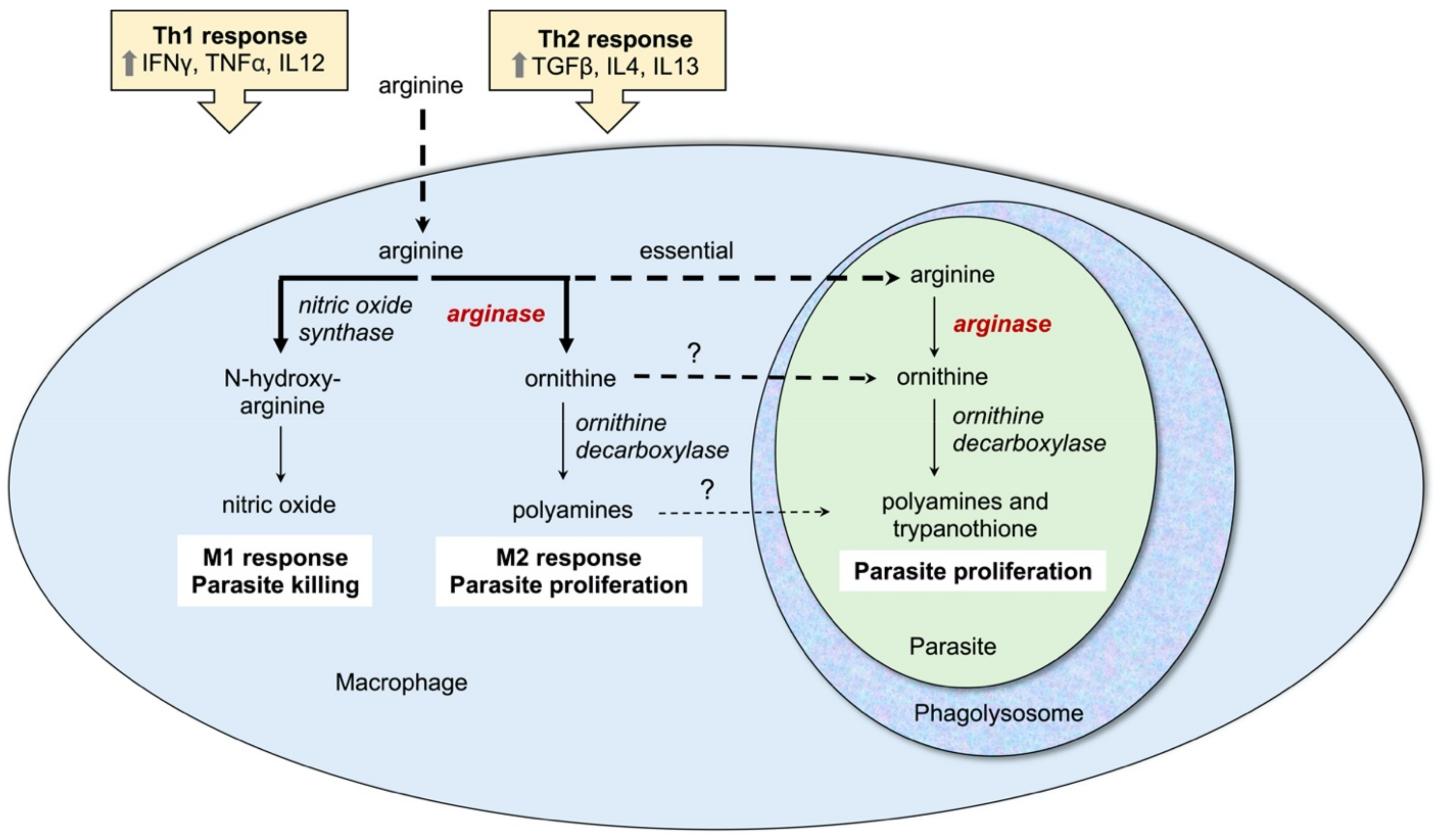 Microorganisms 09 00267 g003