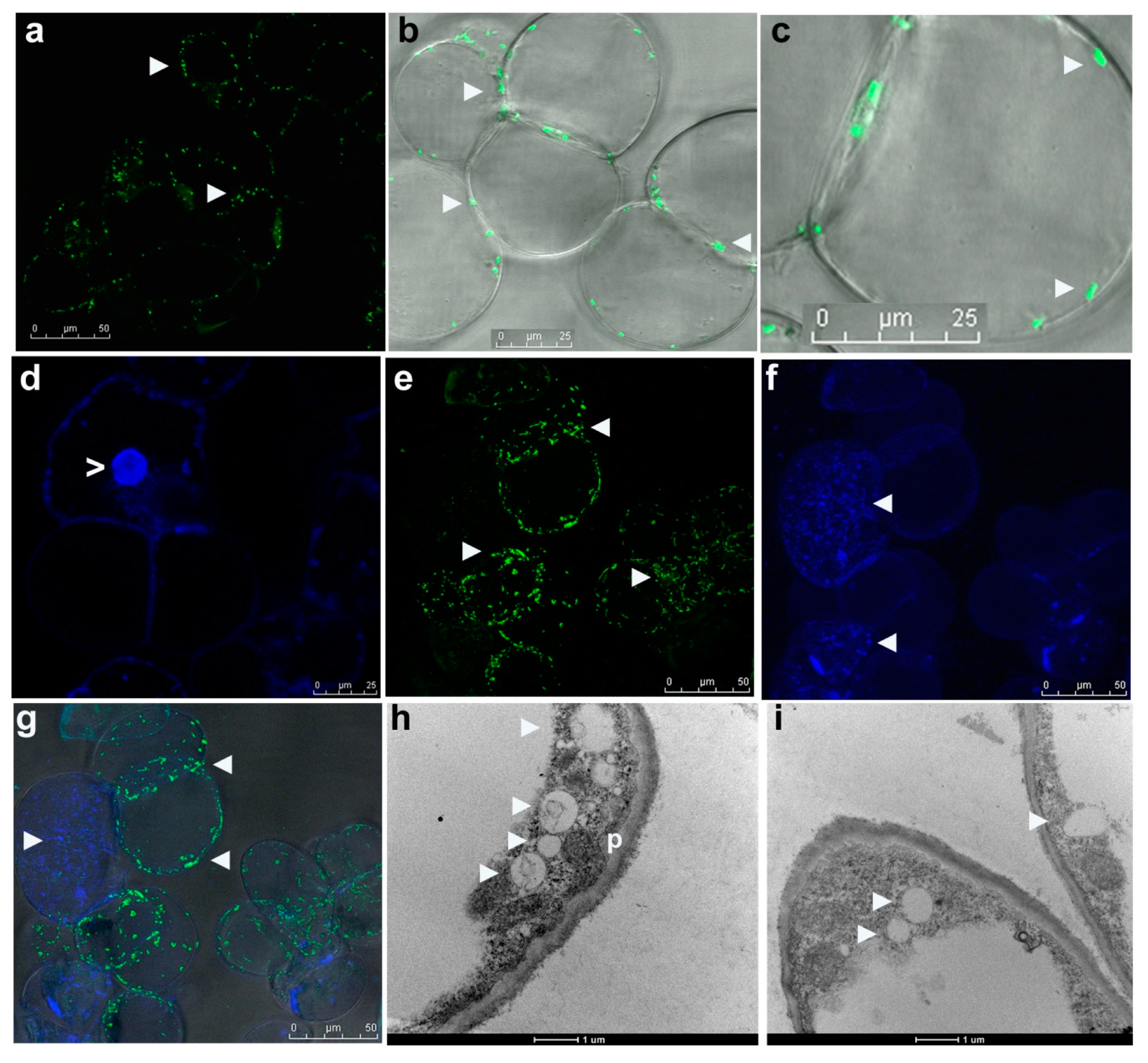 Microorganisms 09 00269 g003