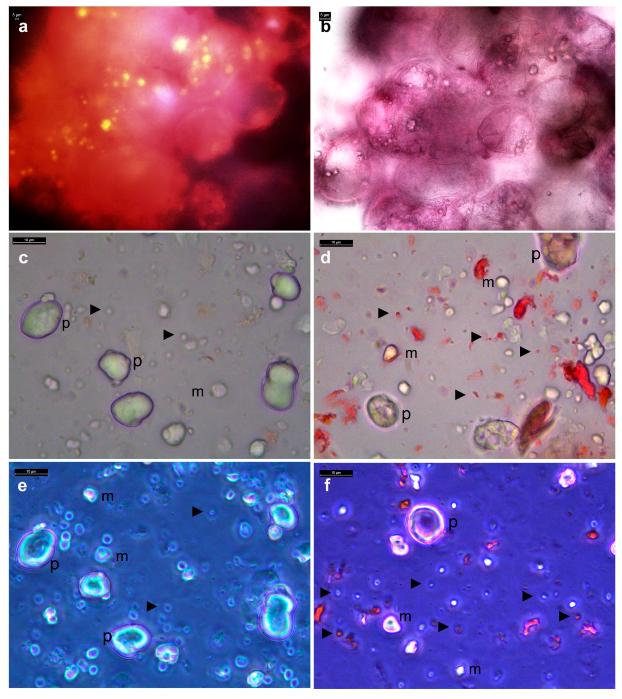 Microorganisms 09 00269 g004
