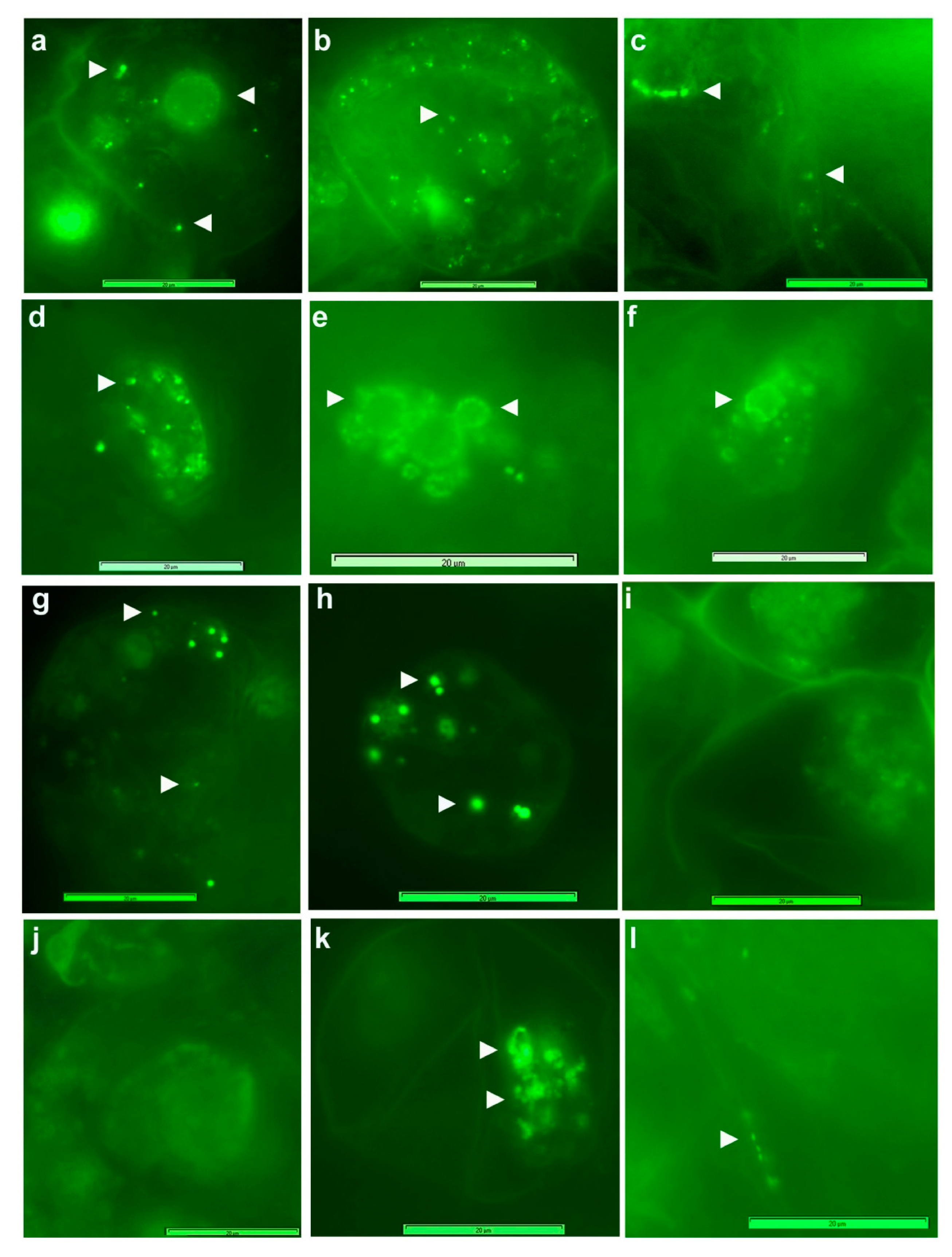 Microorganisms 09 00269 g005
