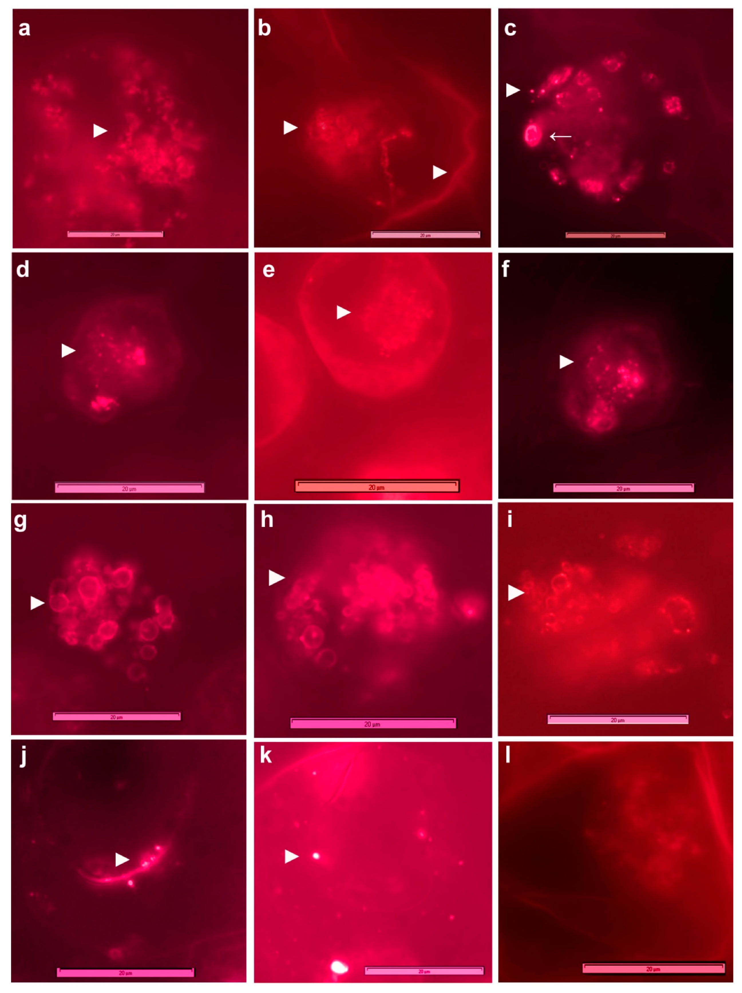 Microorganisms 09 00269 g006
