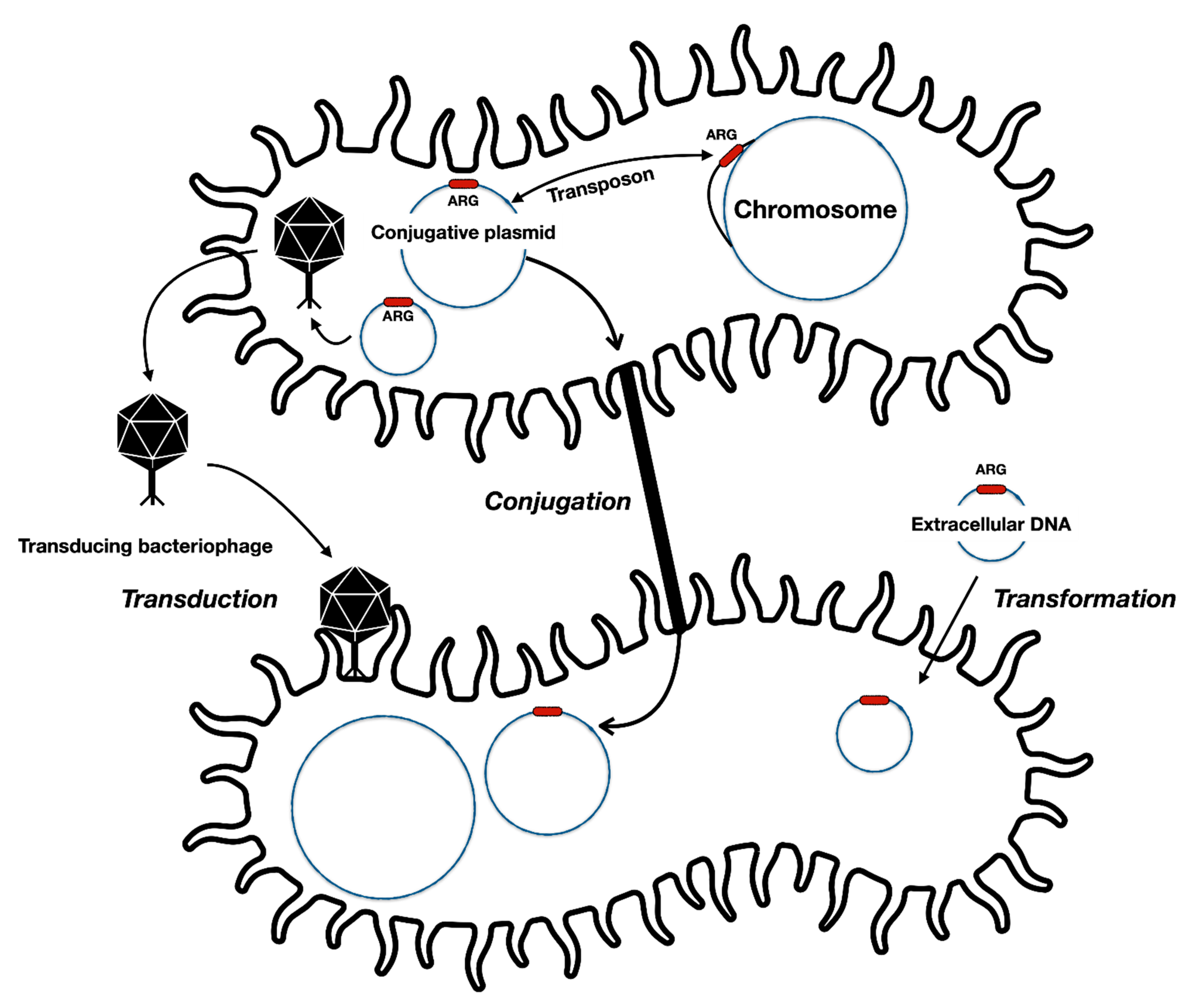 Microorganisms 09 00280 g001