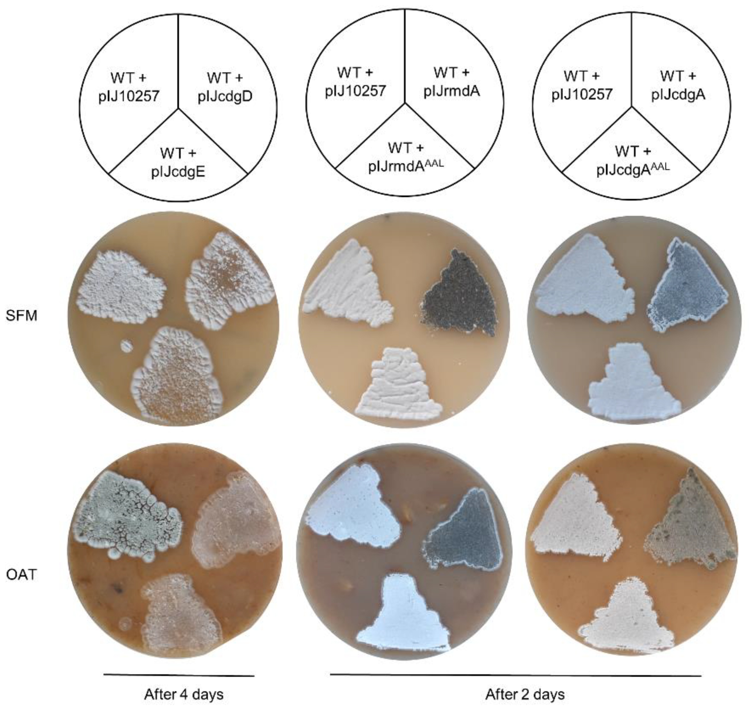 Microorganisms 09 00284 g003