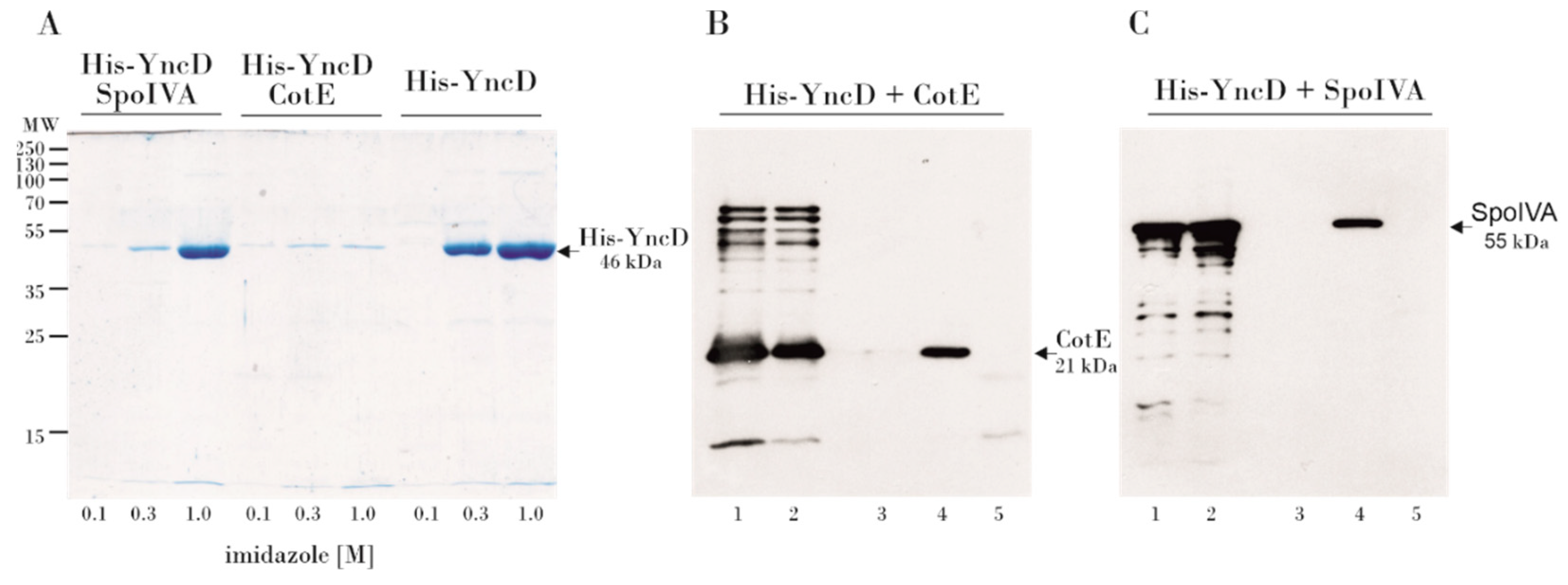 Microorganisms 09 00285 g002